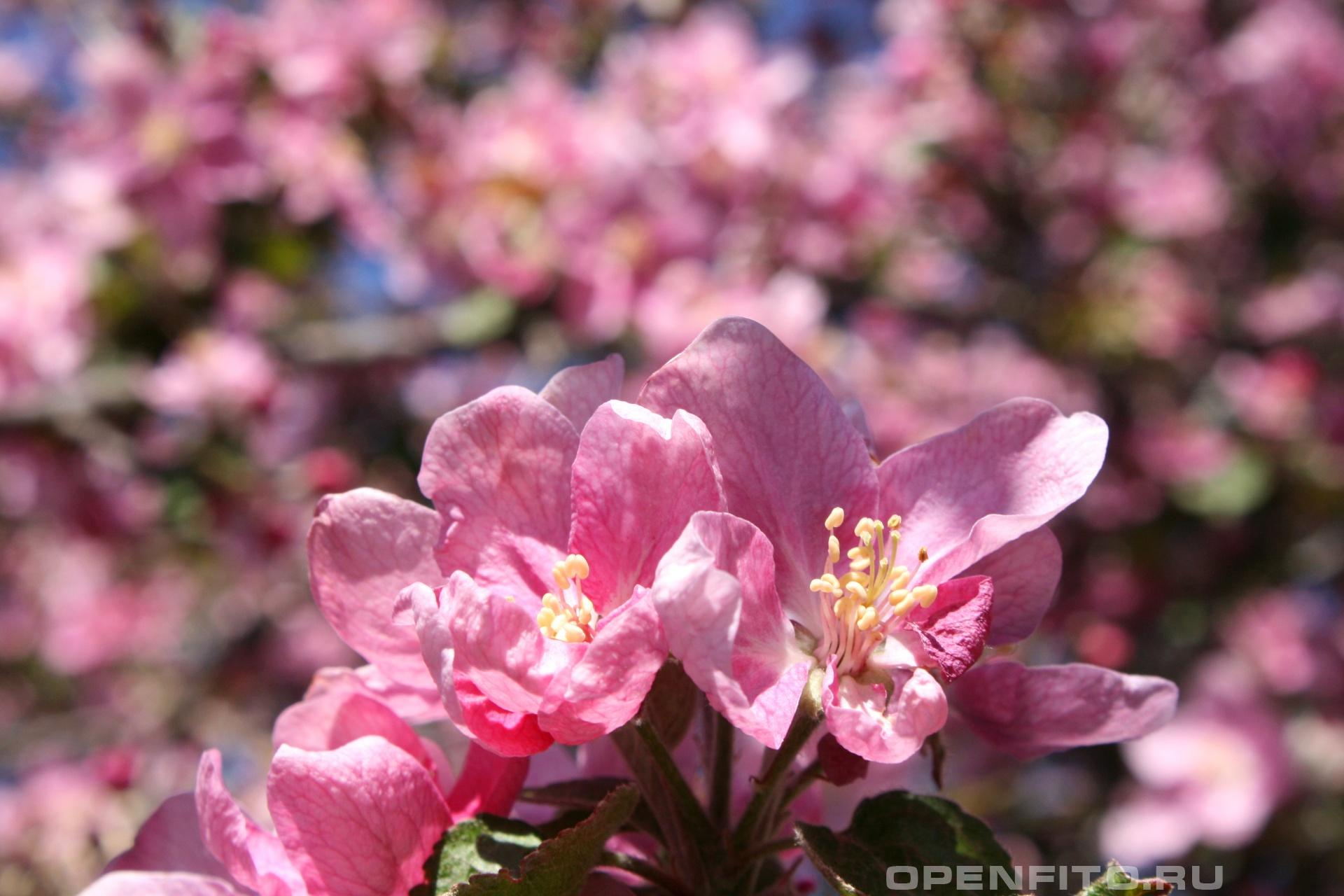 Яблоня - фотография цветка