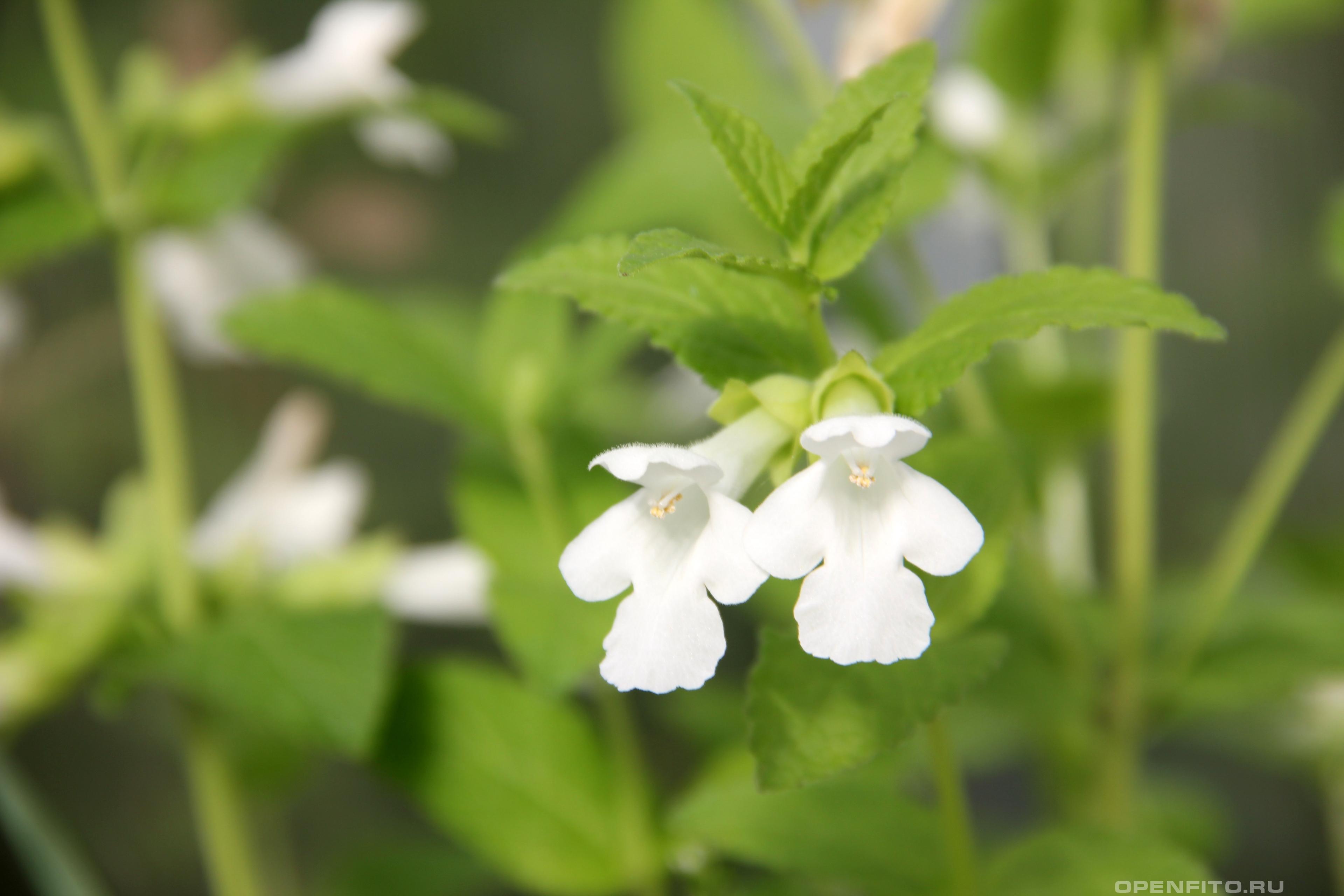 Белая форма цветков кадило сарматское - фотография цветка