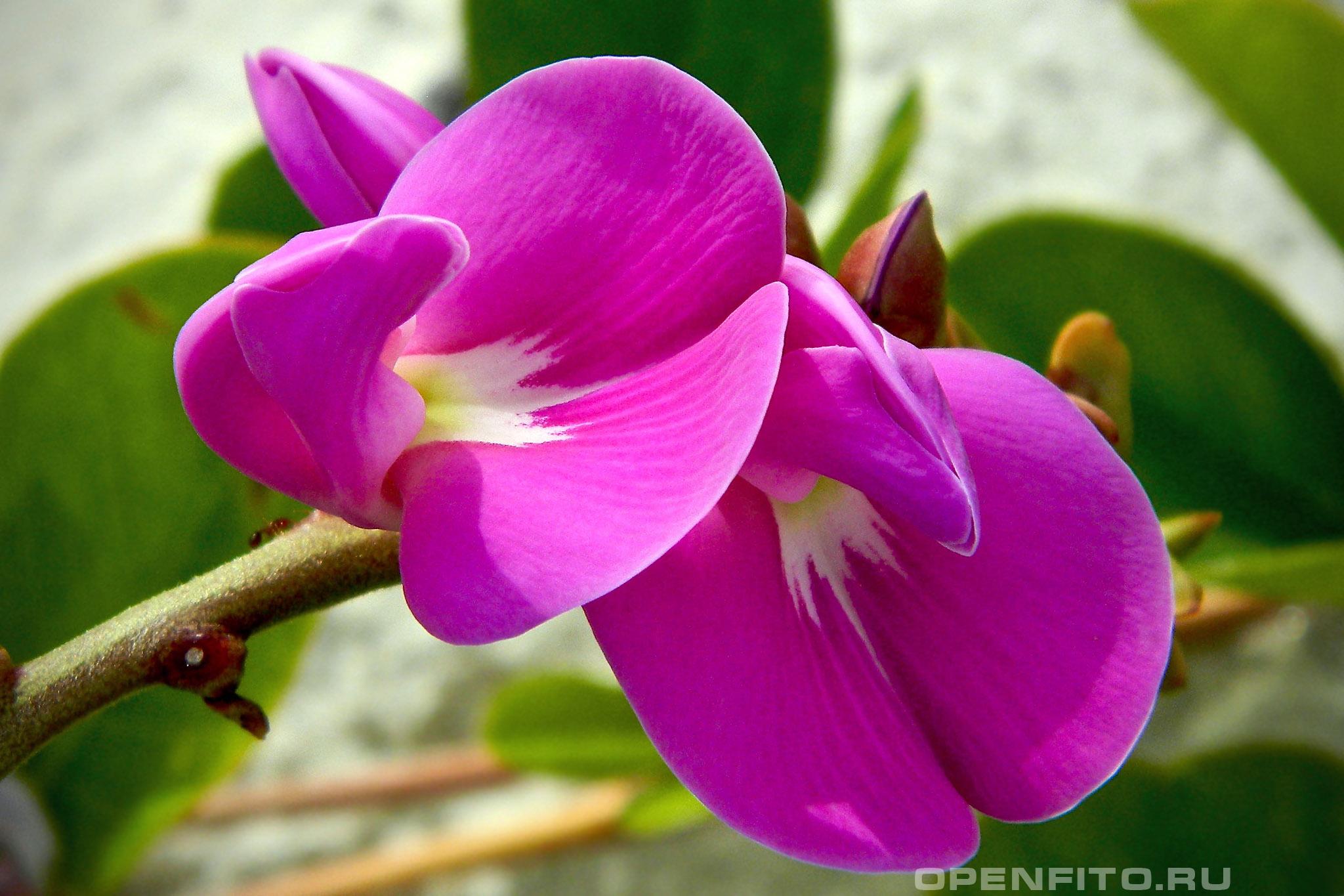 Канавалия морская - фотография цветка