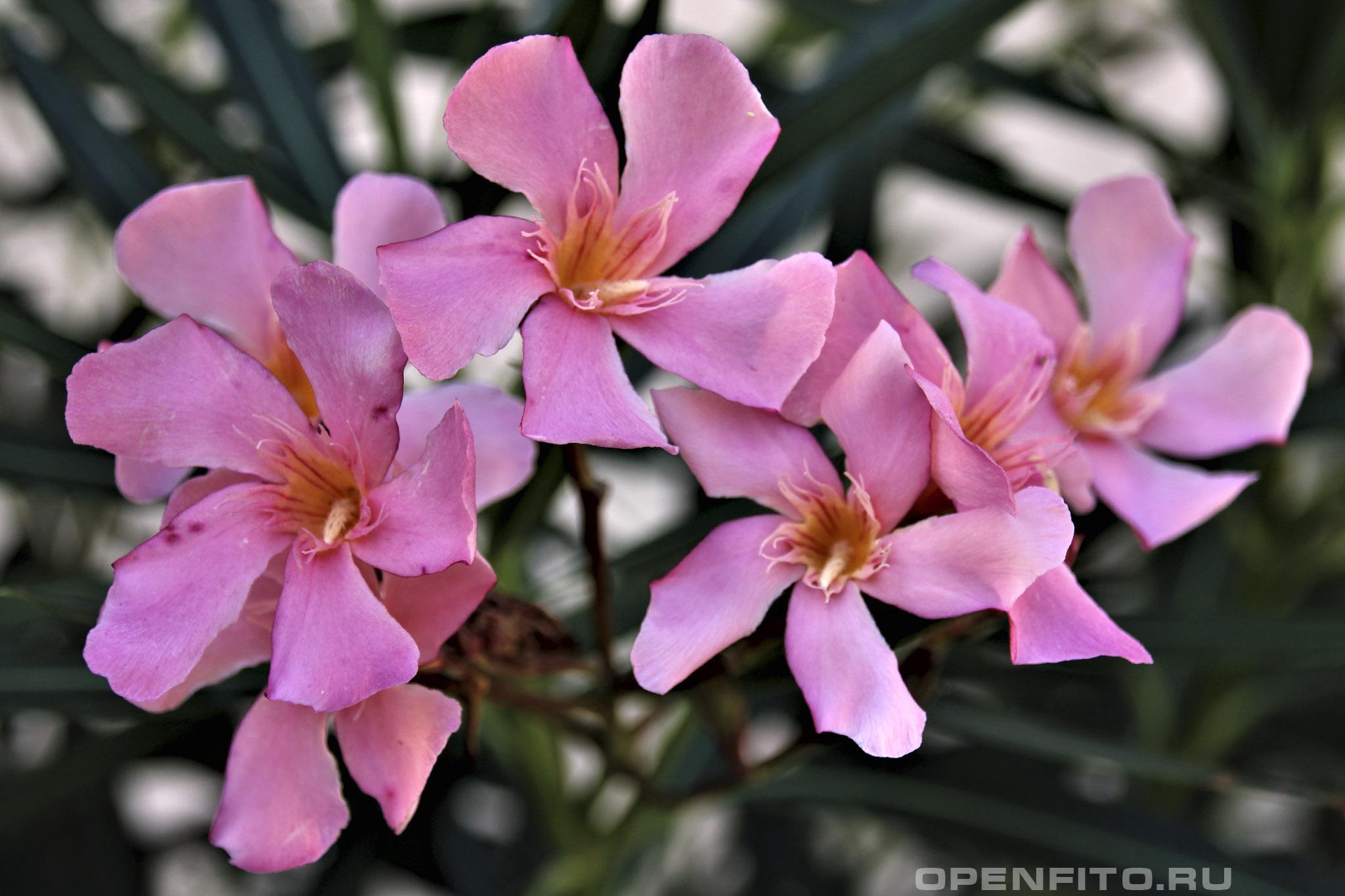 Олеандр - фотография цветка