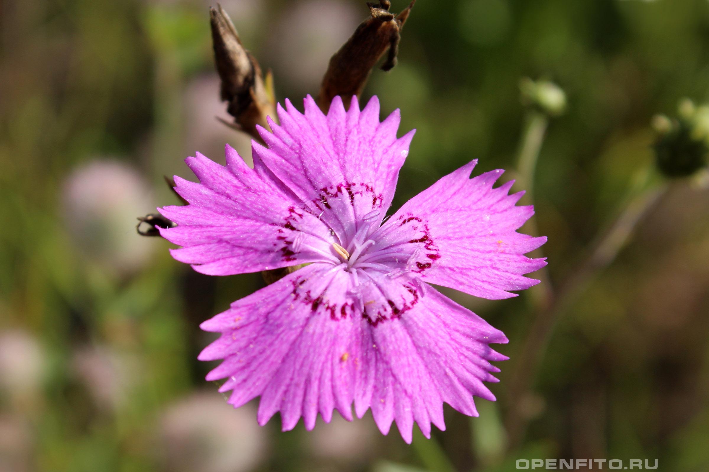 Гвоздика полевая - фотография цветка