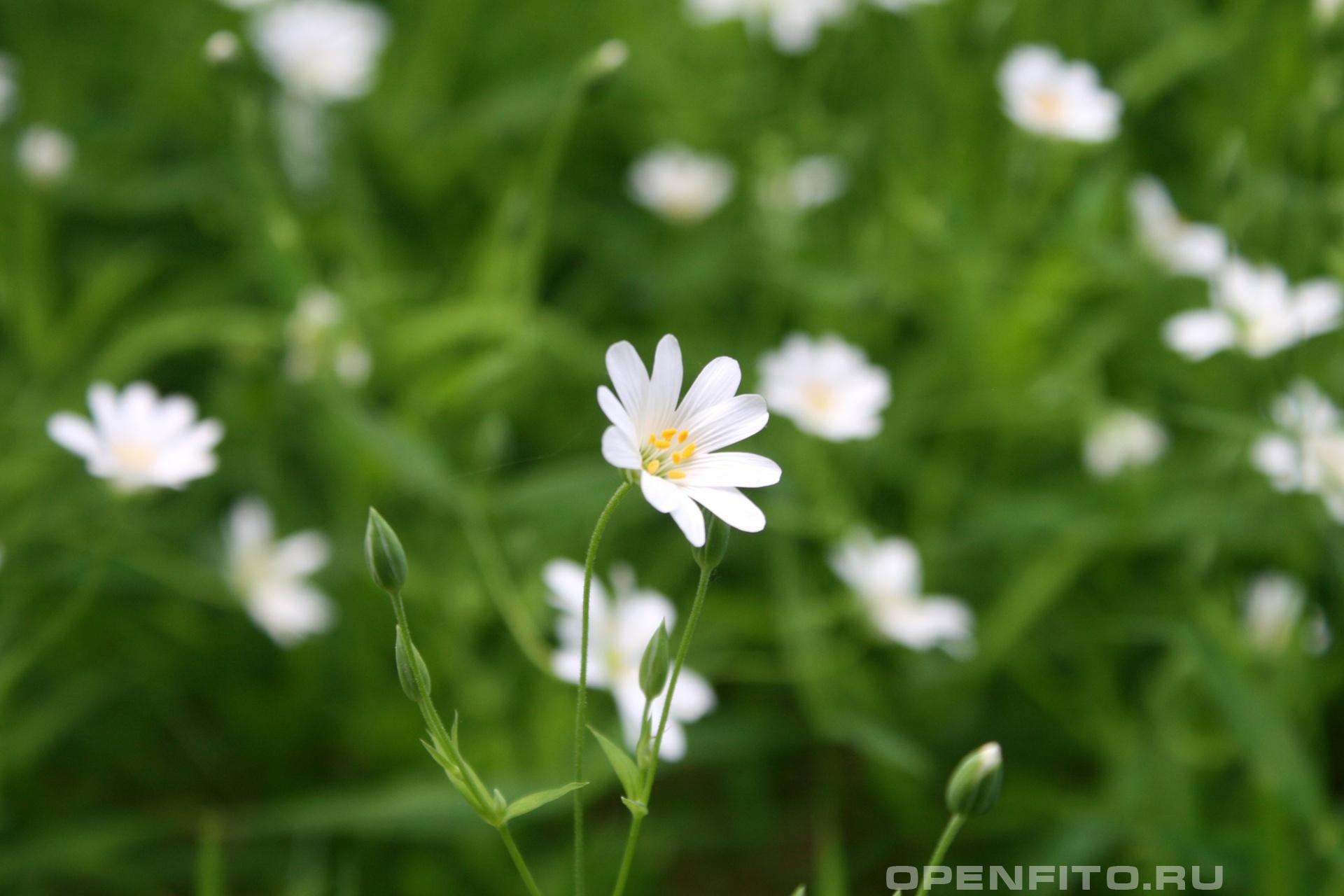 Звездчатка лацентнолистная - фотография цветка