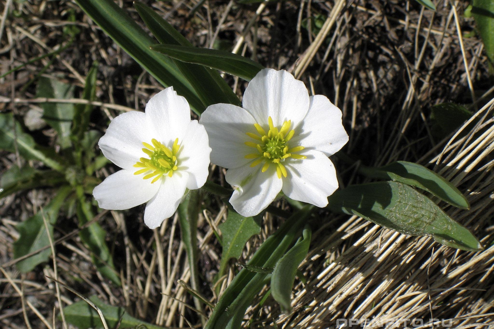 Лютик пиренейский - фотография цветка