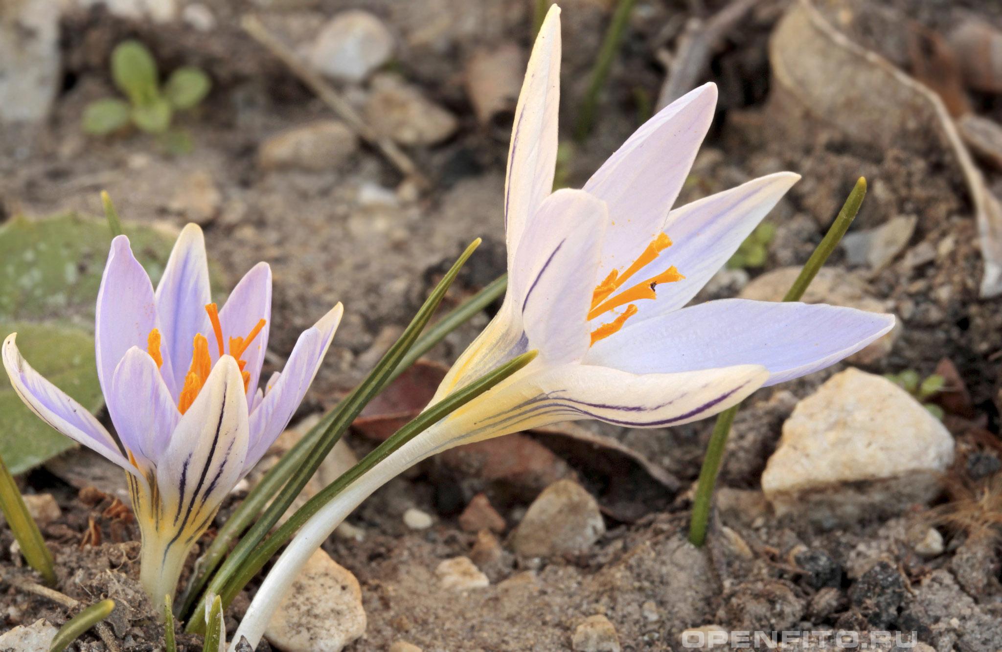 Шафран двухцветковый - фотография цветка