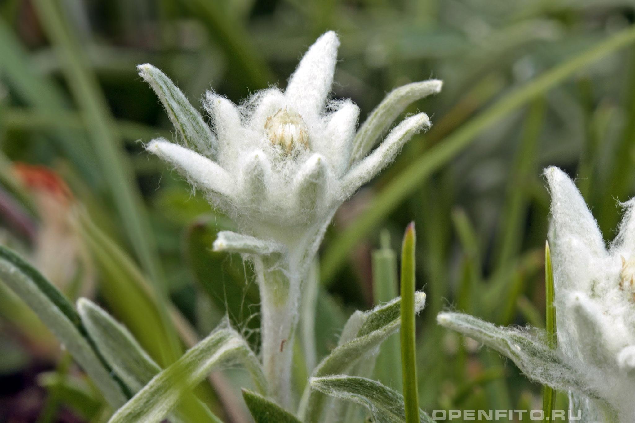 Эдельвейс альпийский - фотография цветка