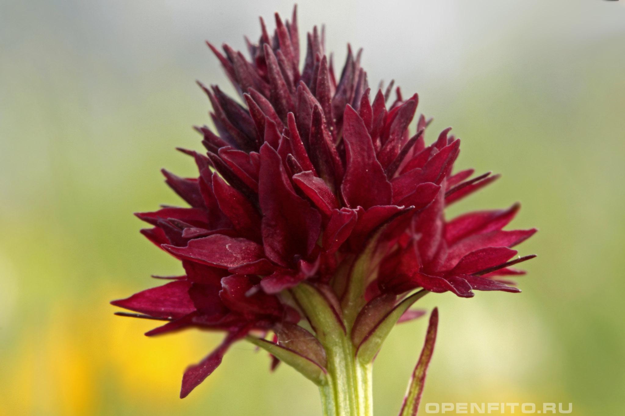 Нигрителла релликская - фотография цветка