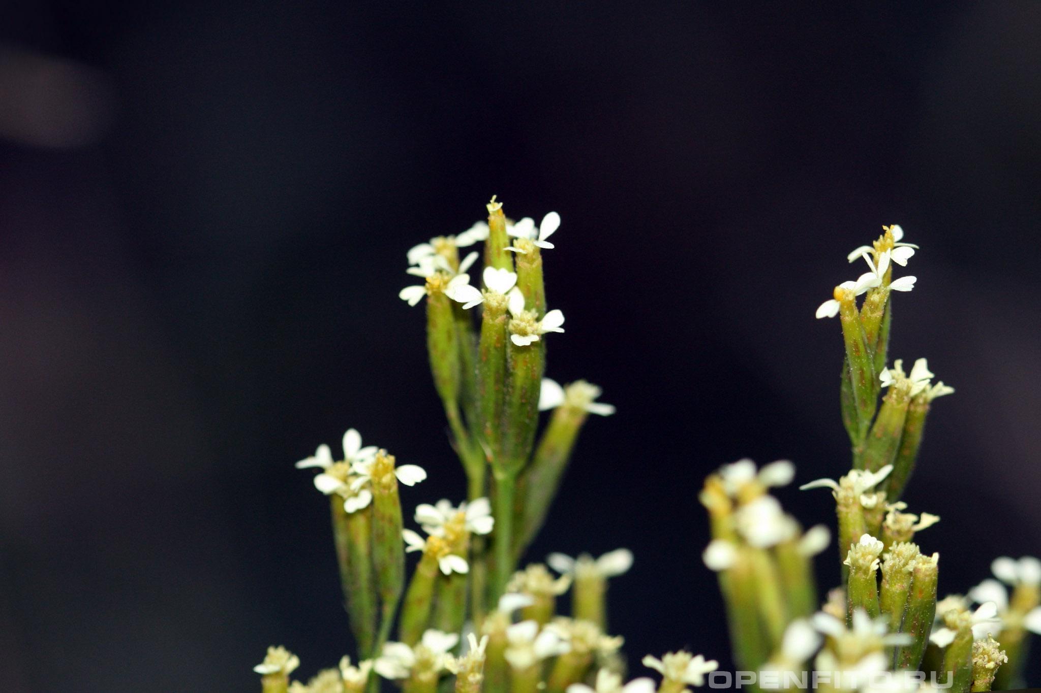 Бархатцы аргентинские - фотография цветка