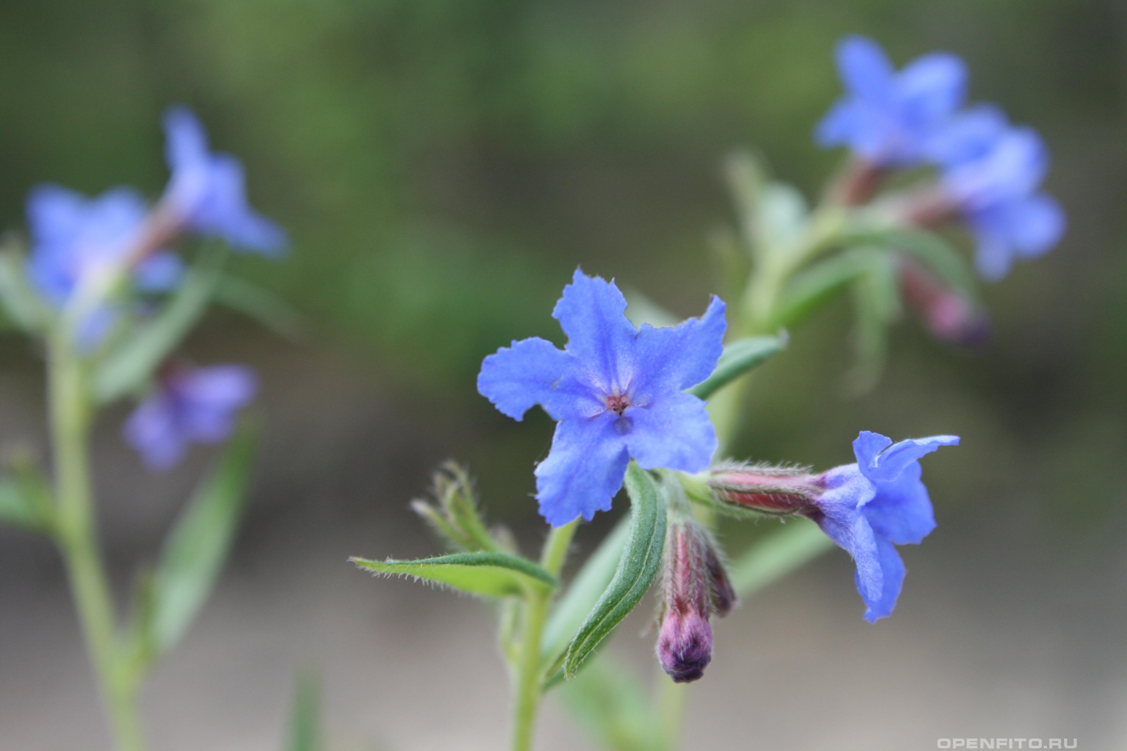 Воробейник пурпурно-голубой - фотография цветка