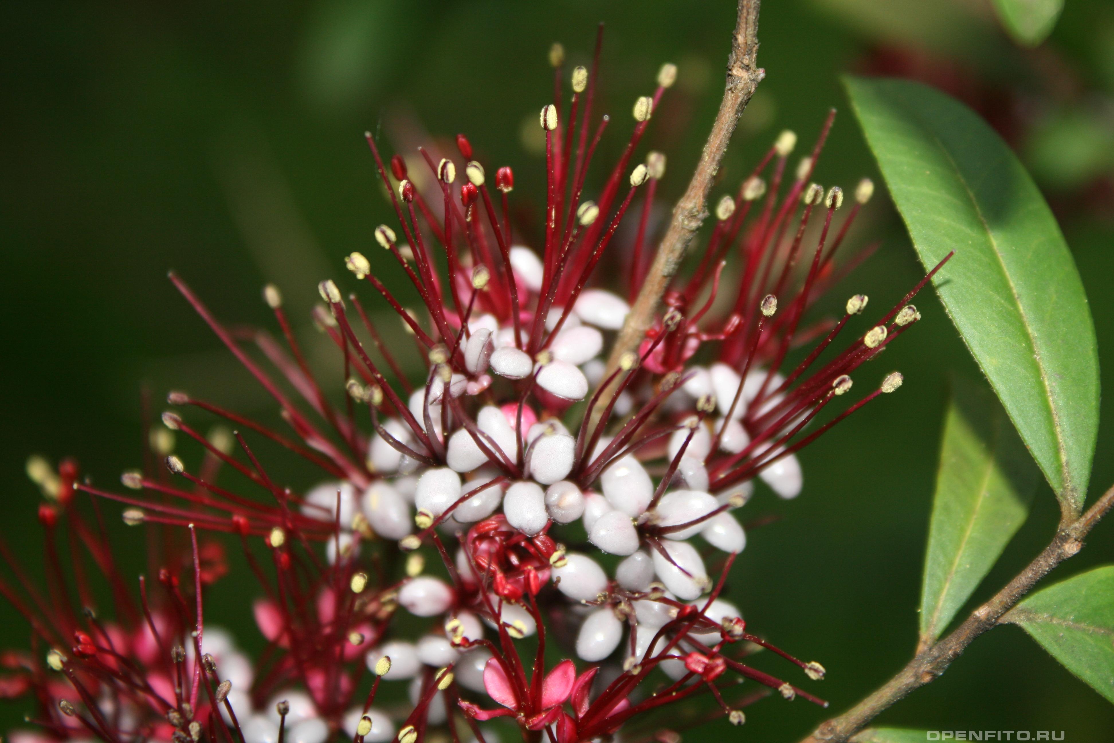 Мирриниум темнопурпурный - фотография цветка