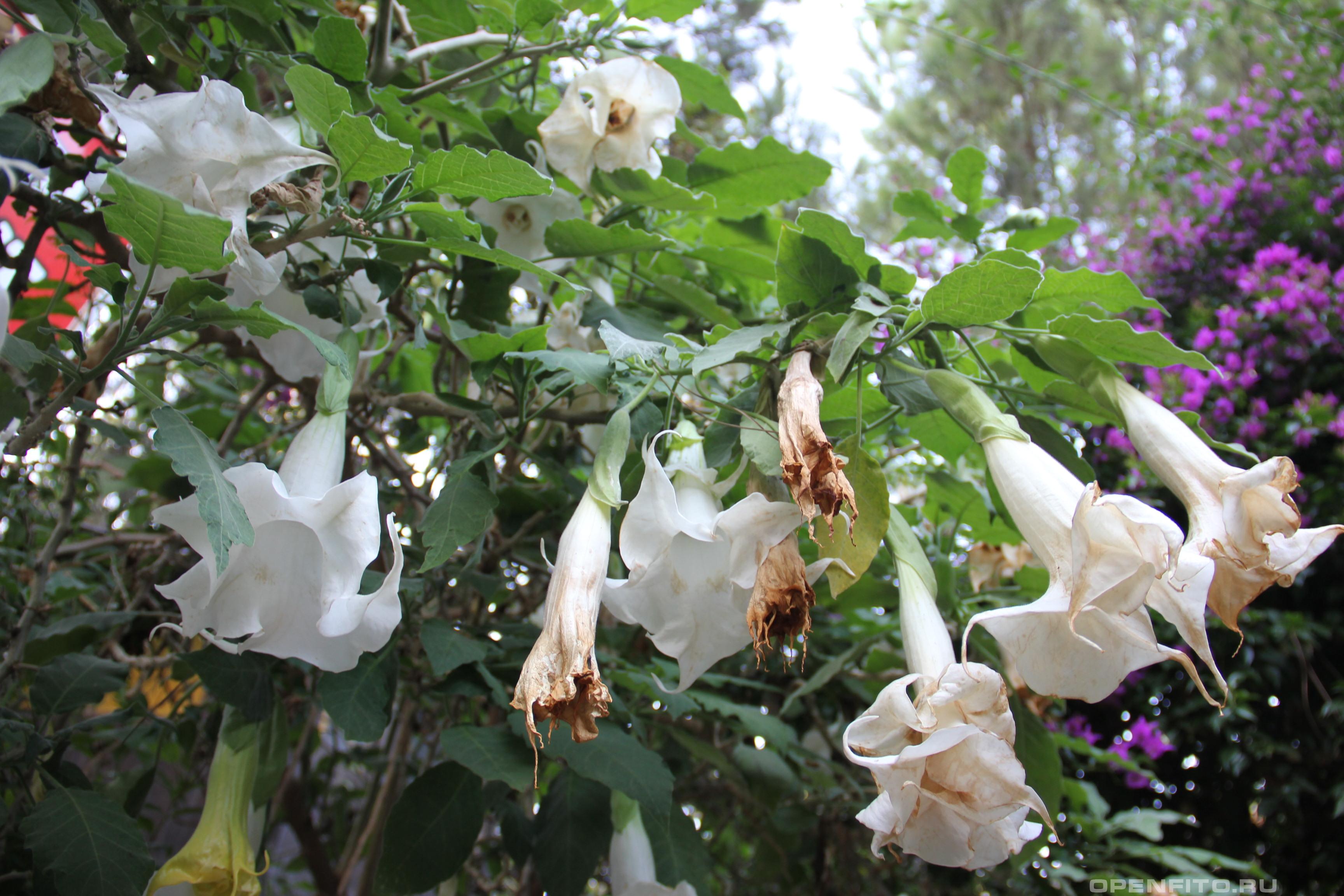 Бругмансия душистая - фотография цветка