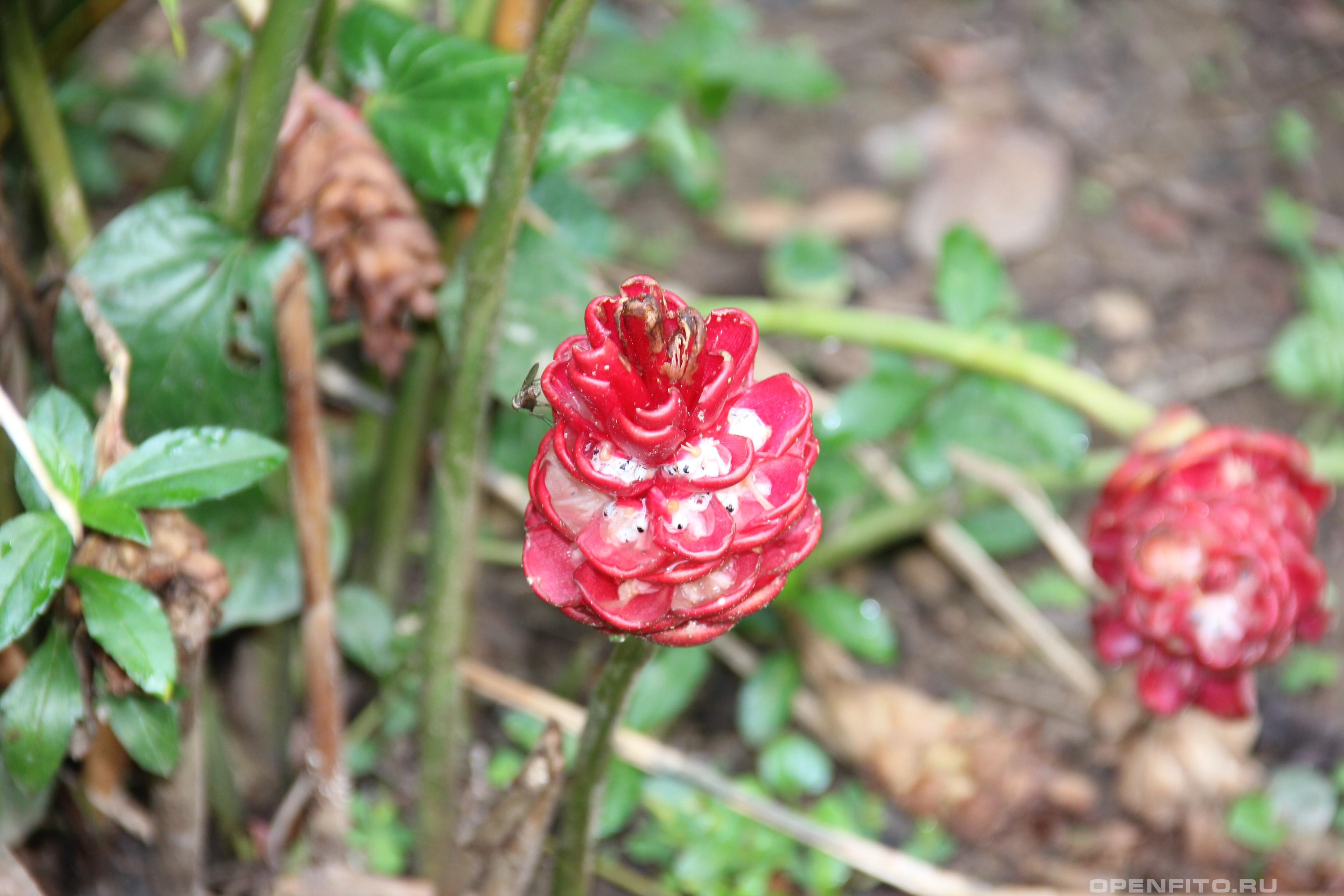 Имбирь зерумбет - фотография цветка