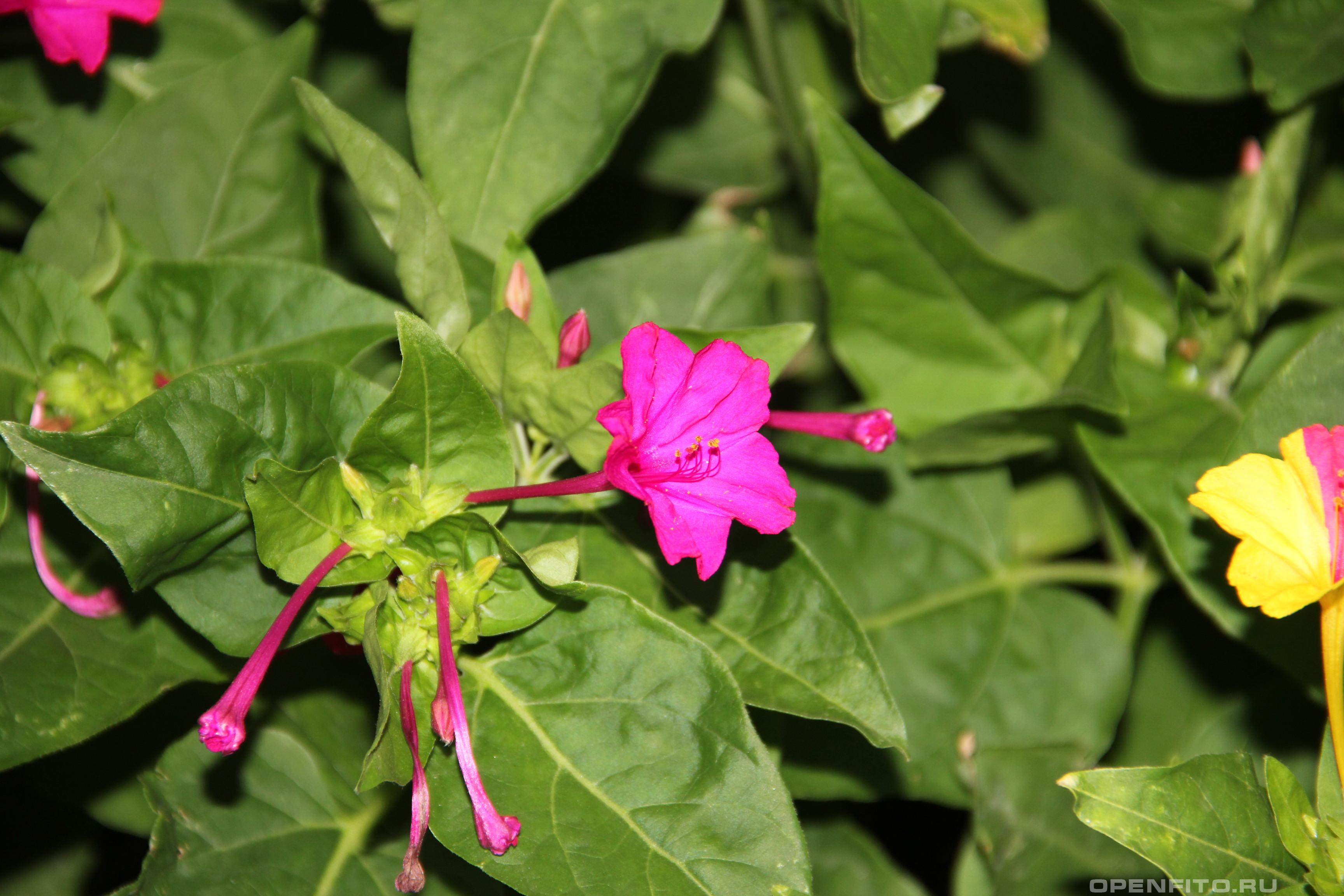 Мирабилис слабительная - фотография цветка