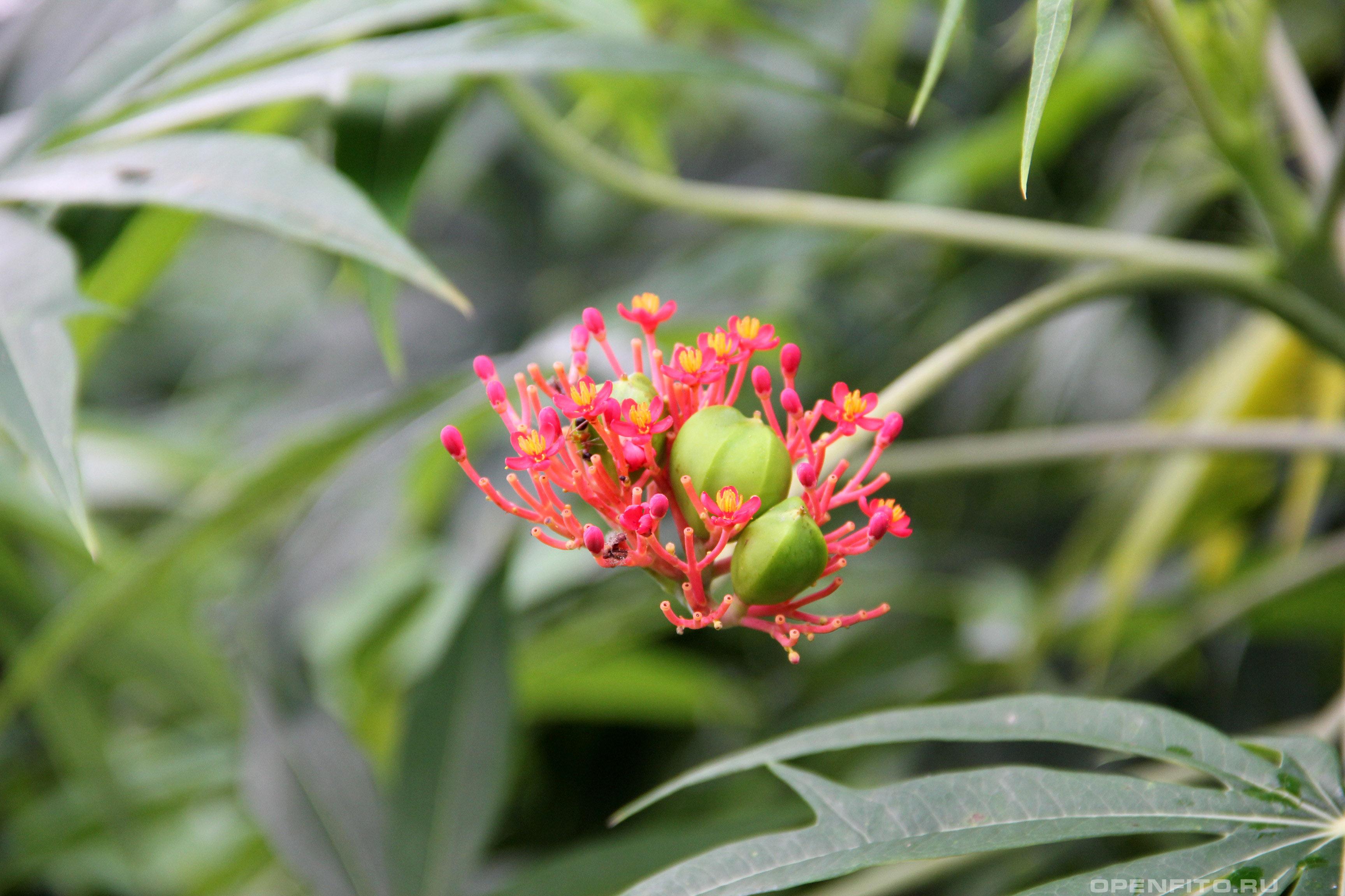 Ятрофа рассеченная - фотография цветка
