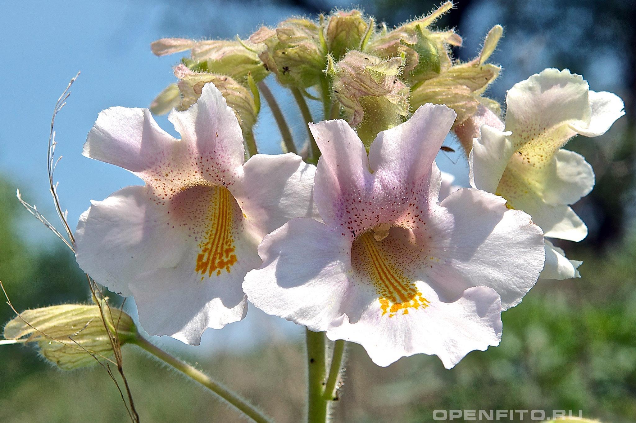 Пробосцидея луизианская - фотография цветка
