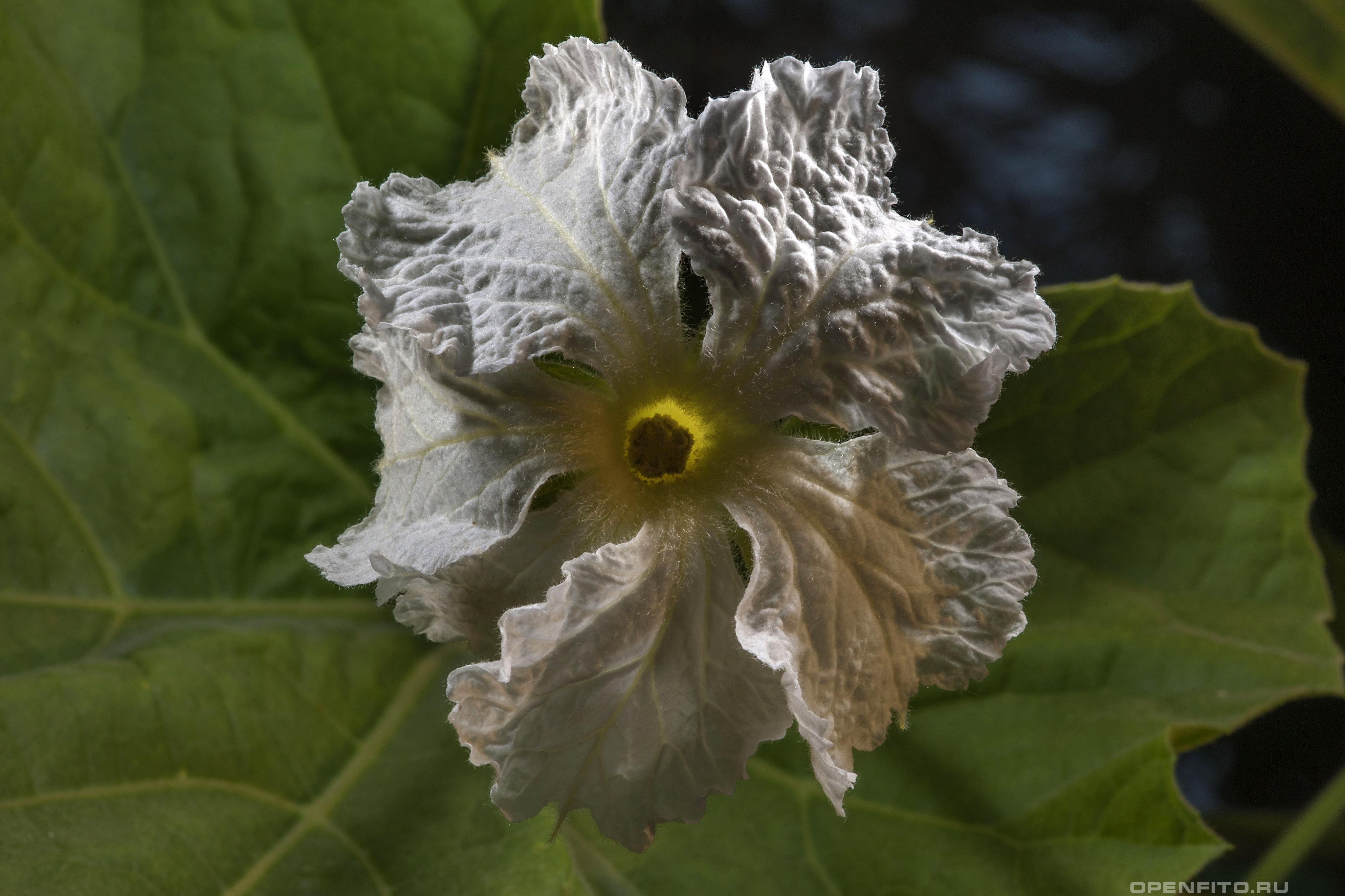 Лагенария обыкновенная - фотография цветка