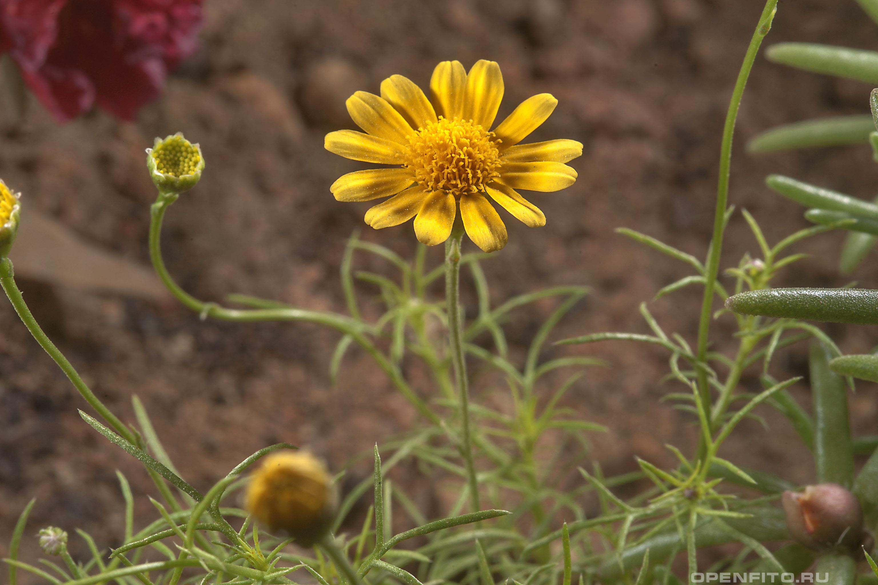 Тимофилла желтая - фотография цветка