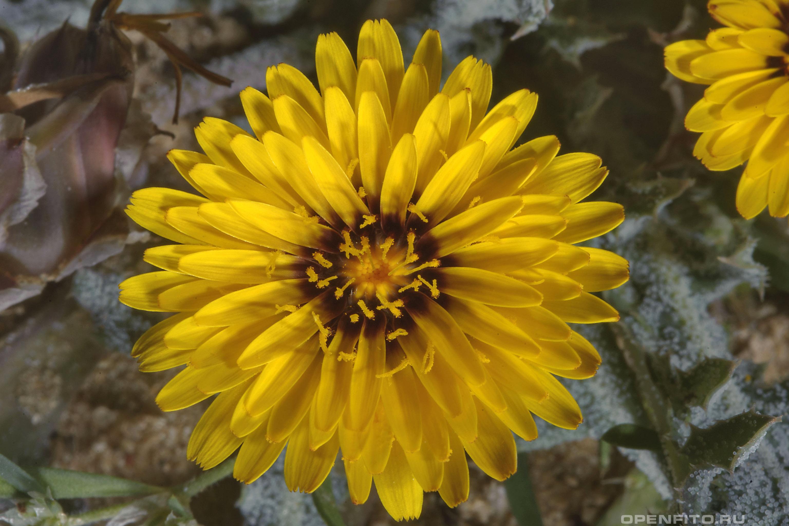 Рейхардия тингитанская - фотография цветка