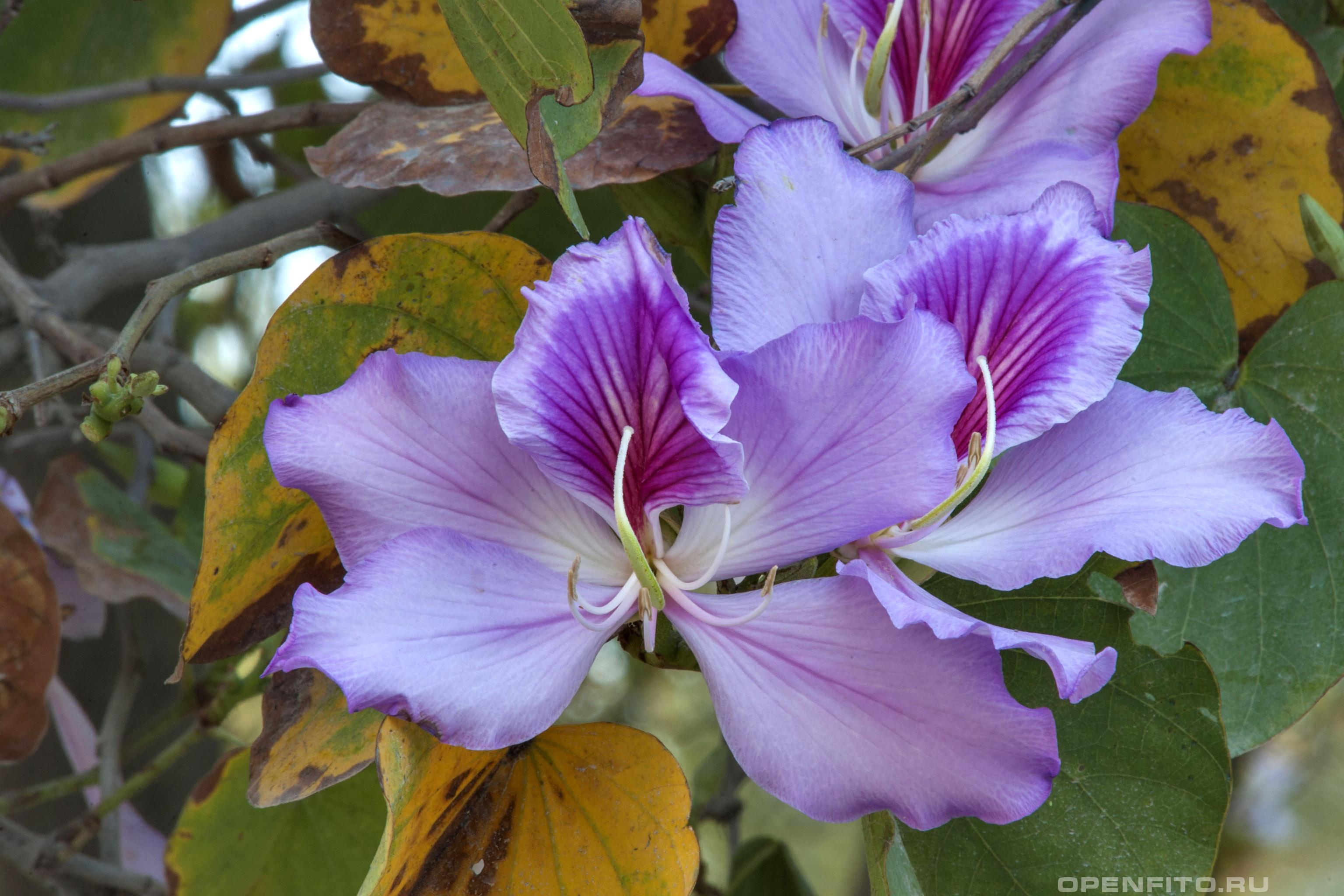Баухиния пестрая - фотография цветка