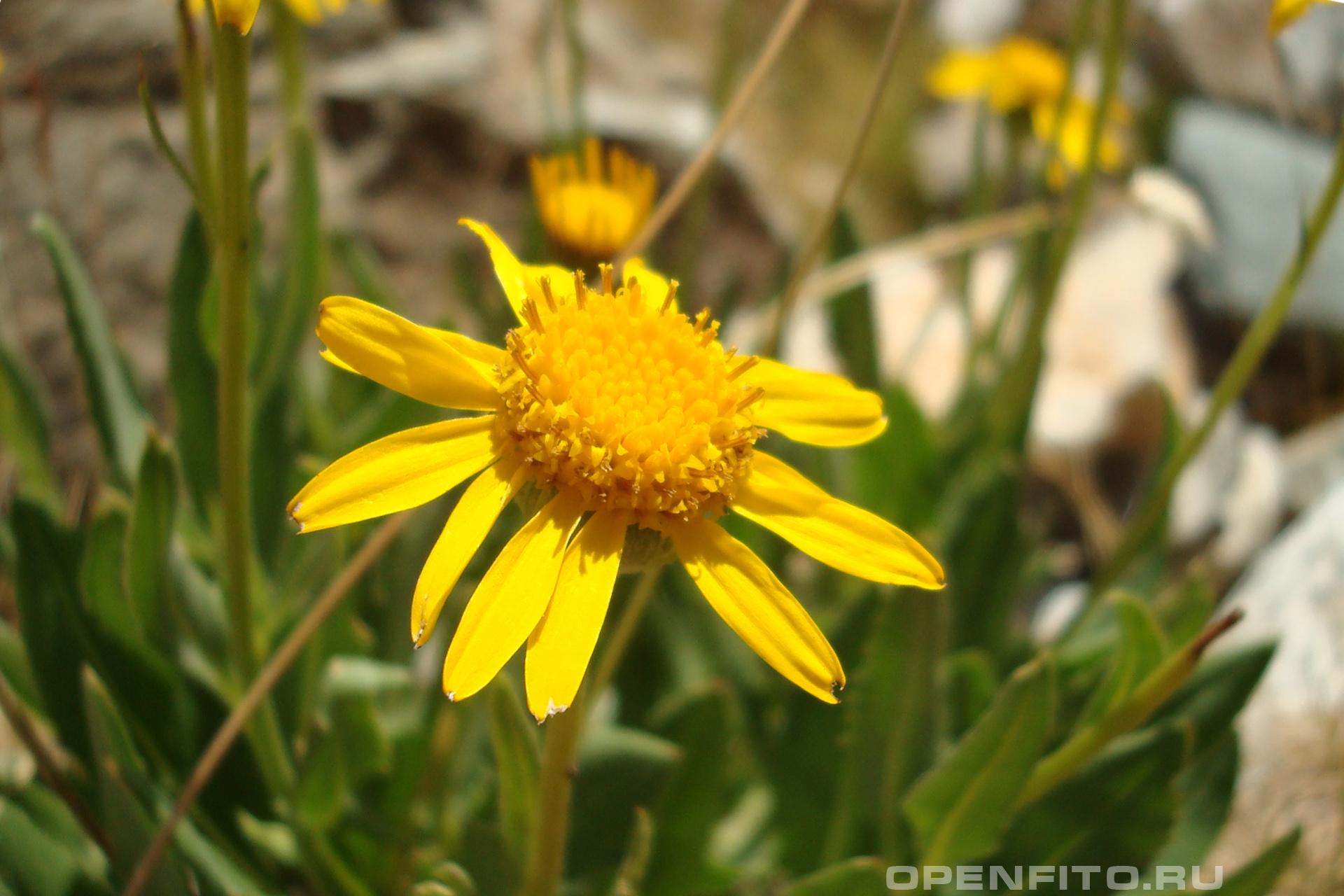 Арника горная - фотография цветка