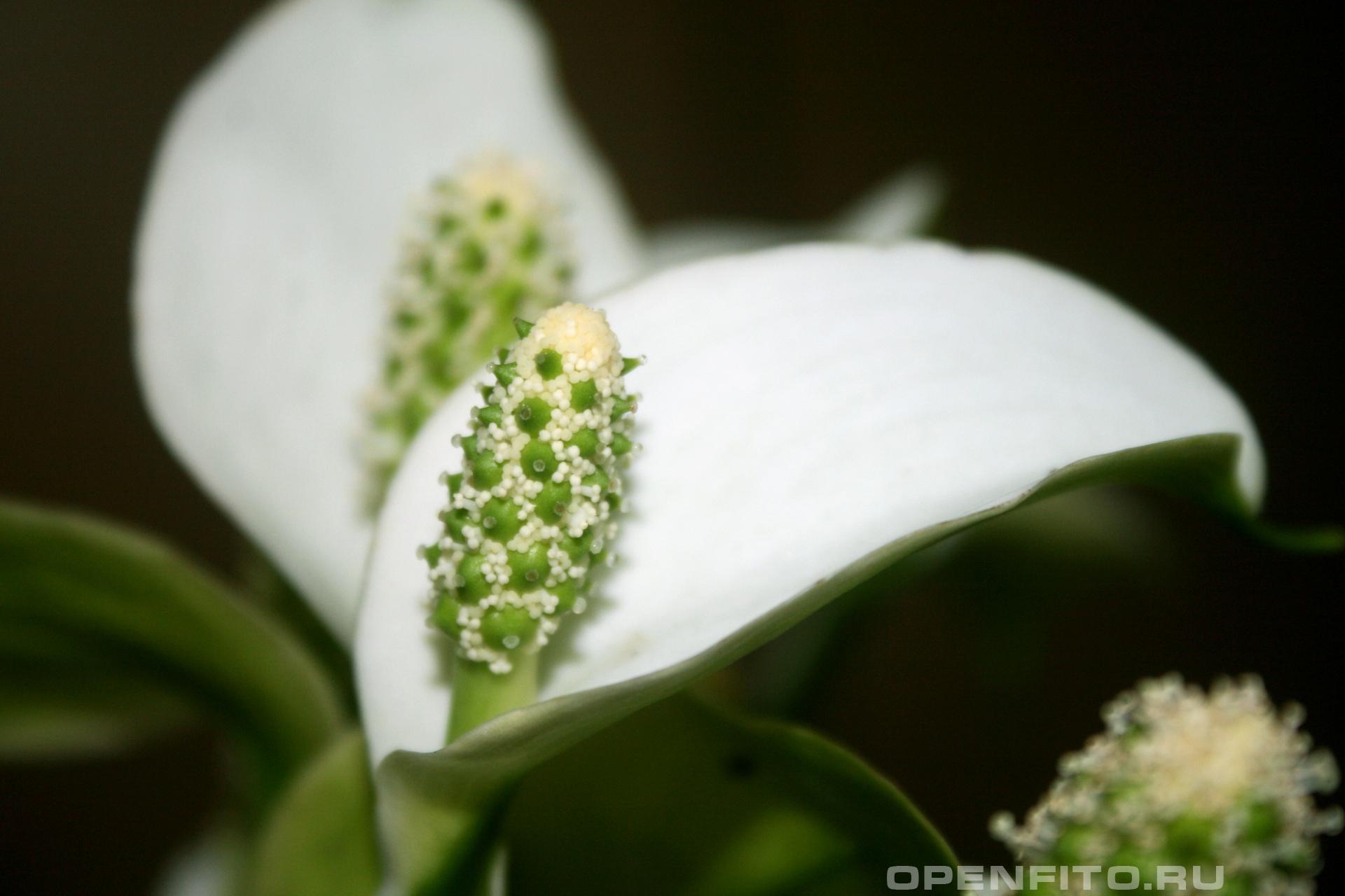 Белокрыльник - фотография цветка
