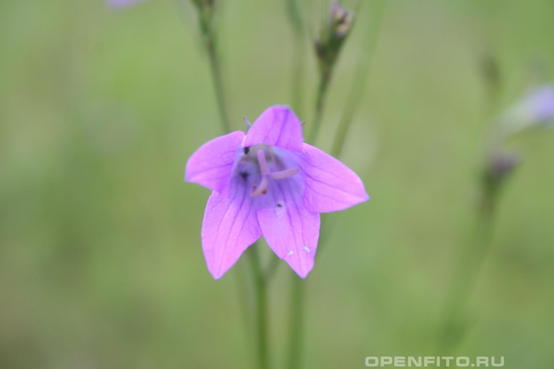 Колокольчик раскидистый - фотография цветка