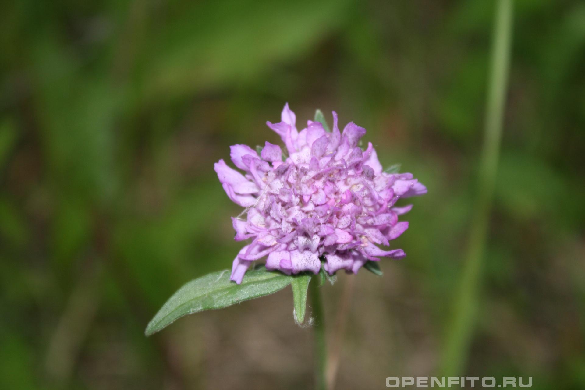 Короставник - фотография цветка