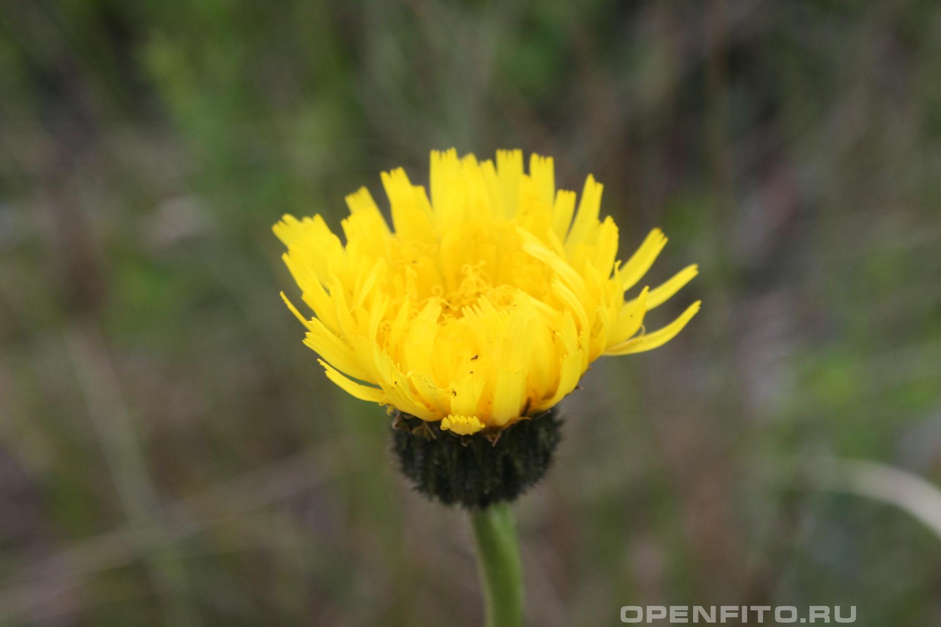 Пазник - фотография цветка