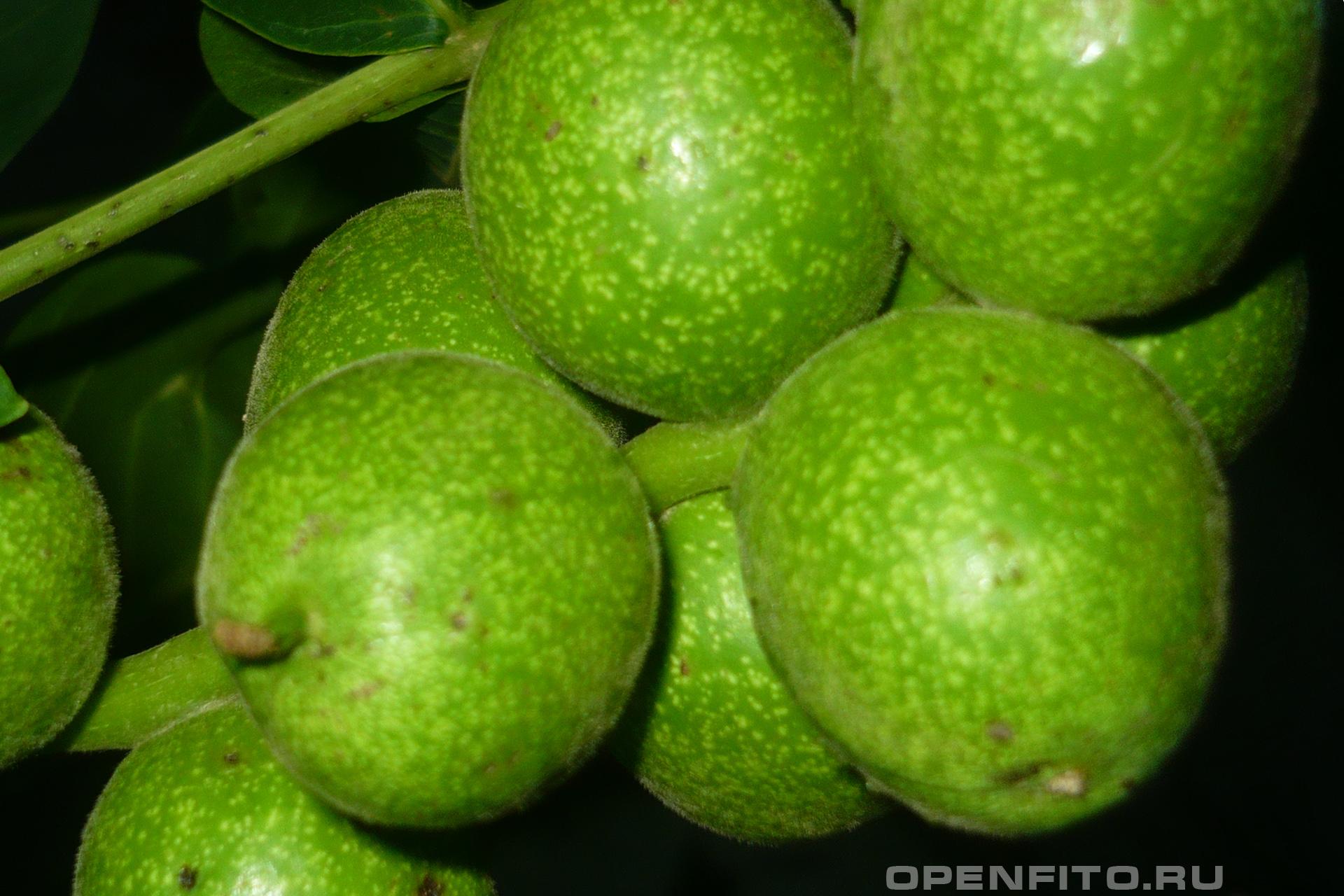 Орех грецкий - фотография плодов