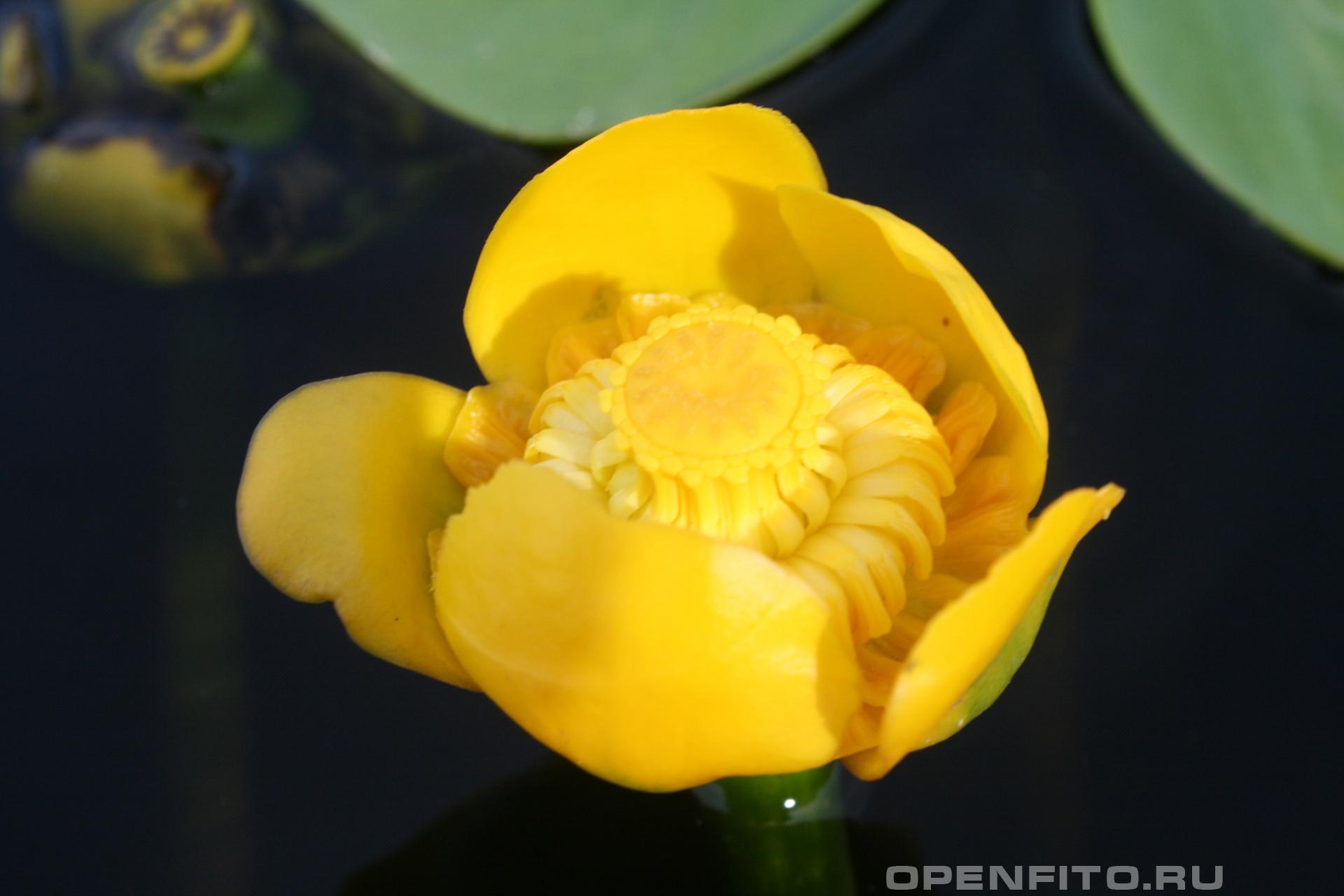 Кубышка желтая - фотография цветка