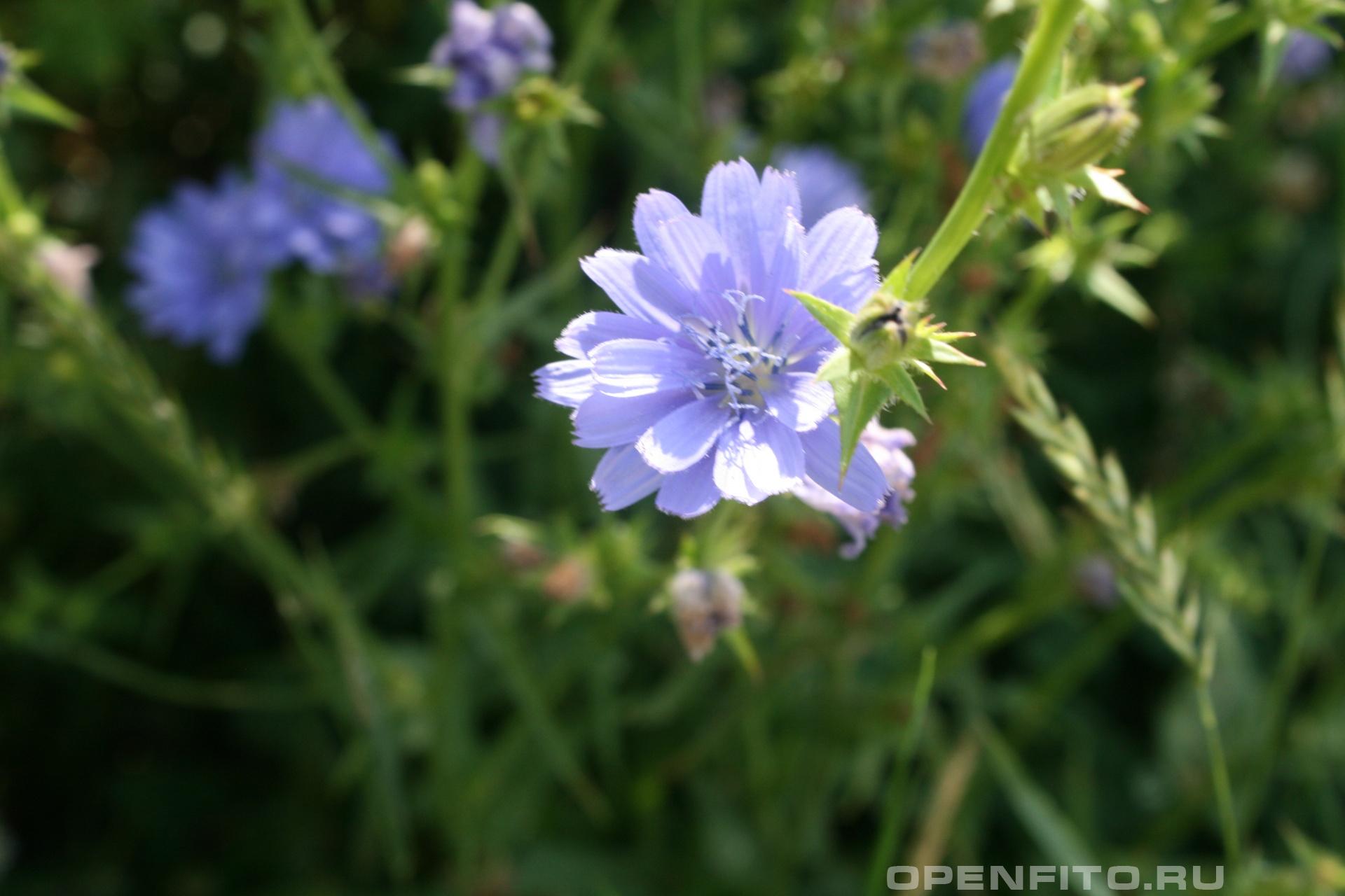 Цикорий обыкновенный - фотография цветка