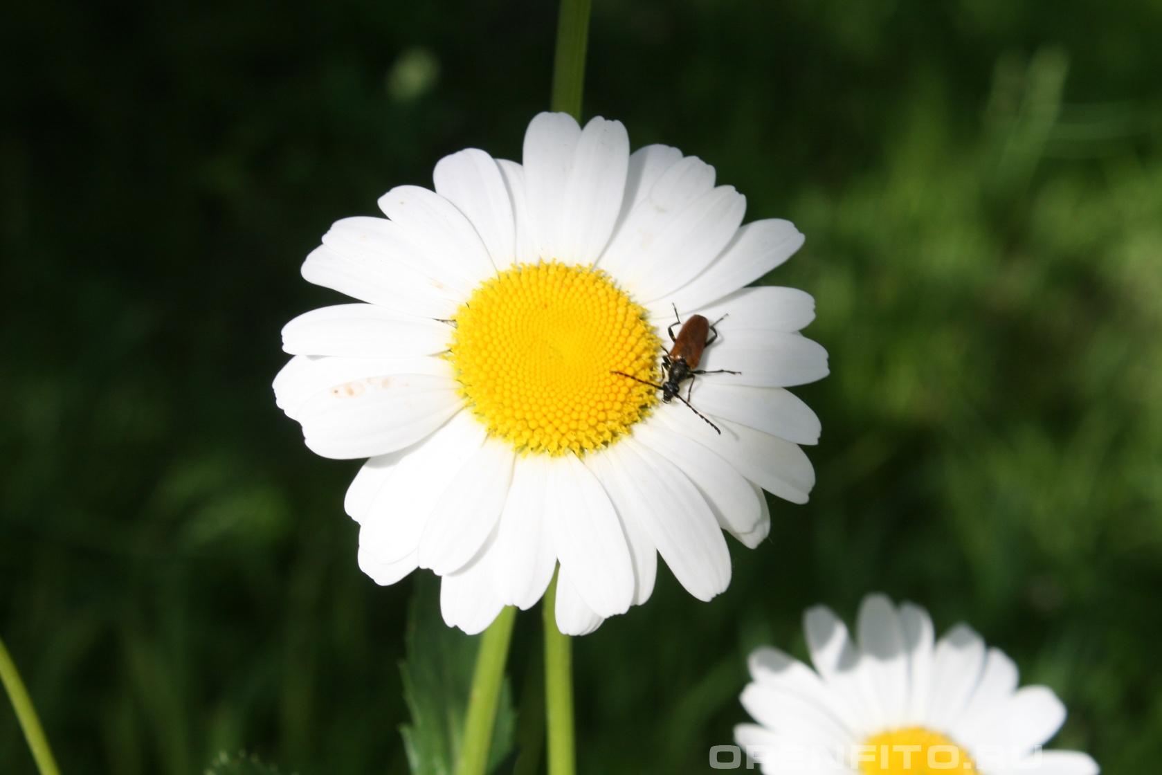 Нивяник обыкновенный - фотография цветка
