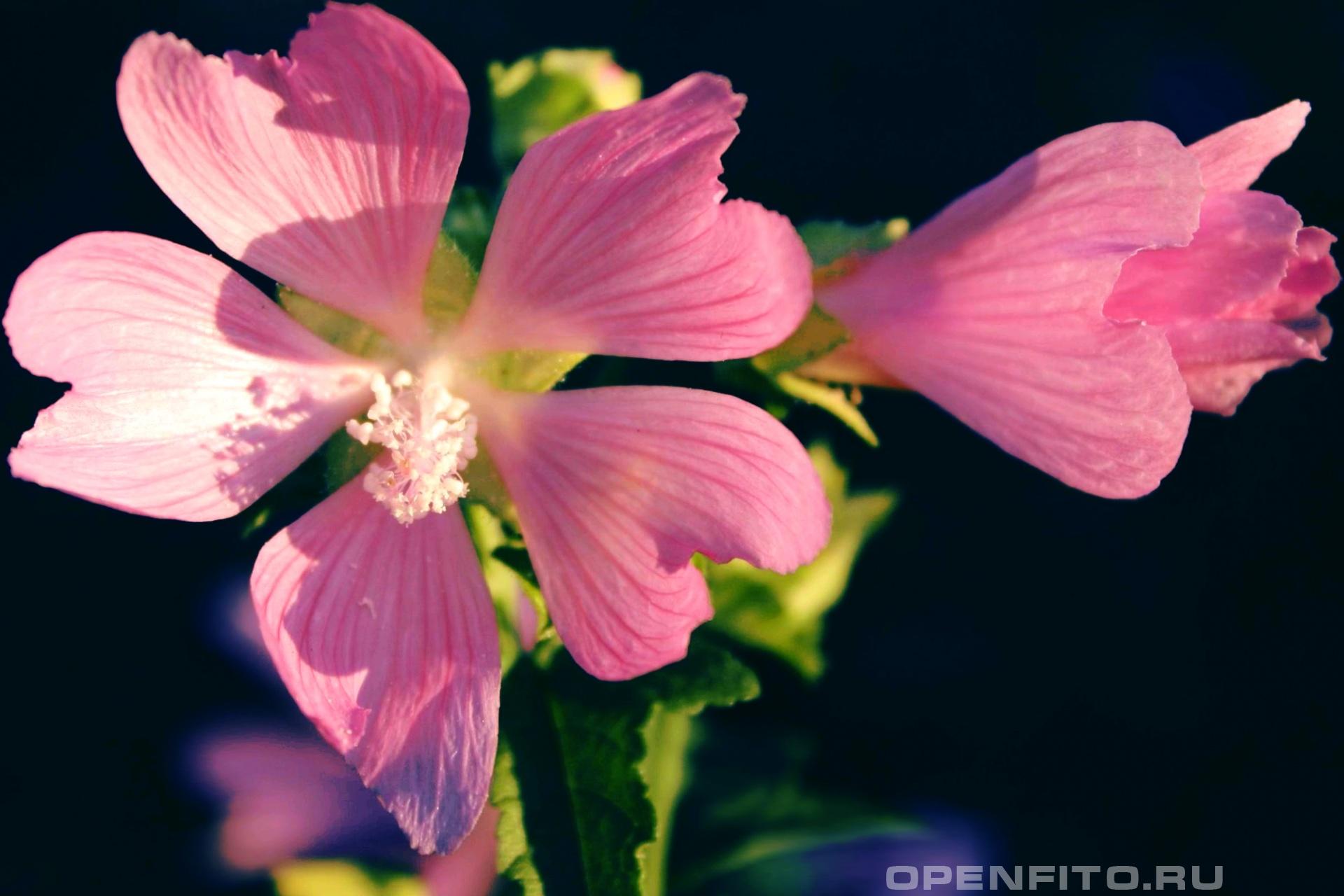 Хатьма тюрингийская - фотография цветка