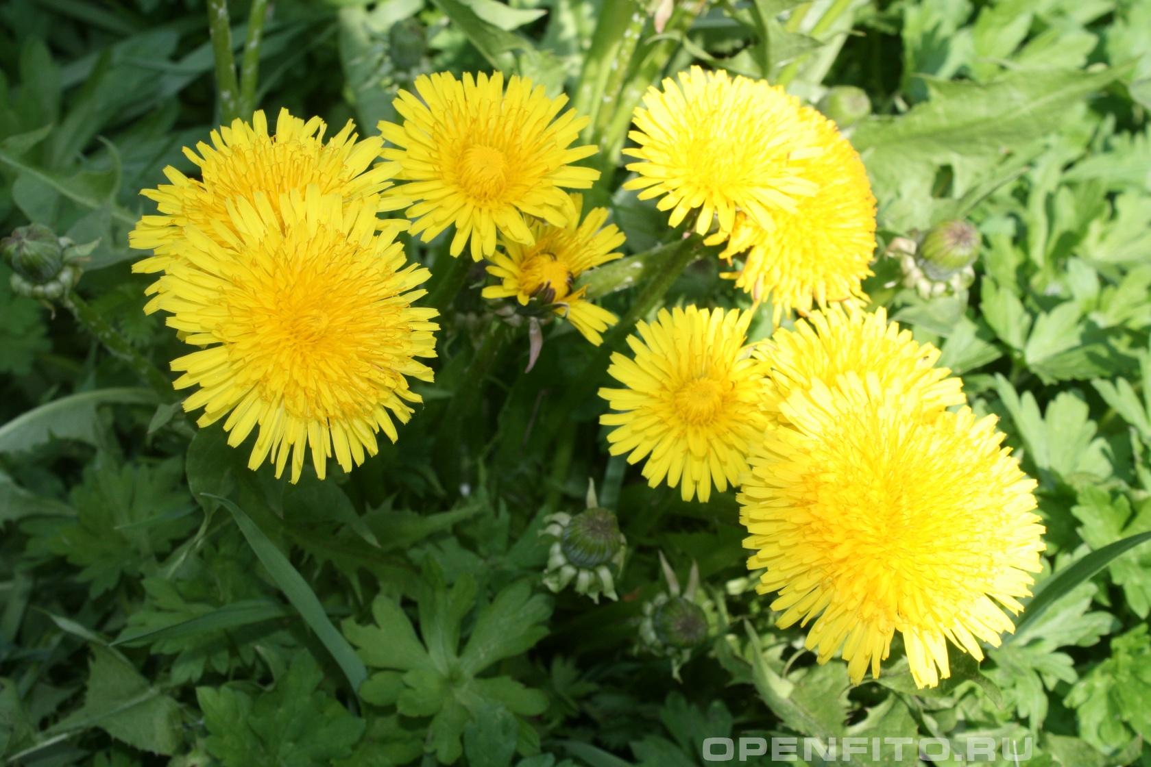 Одуванчик обыкновенный - фотография цветка