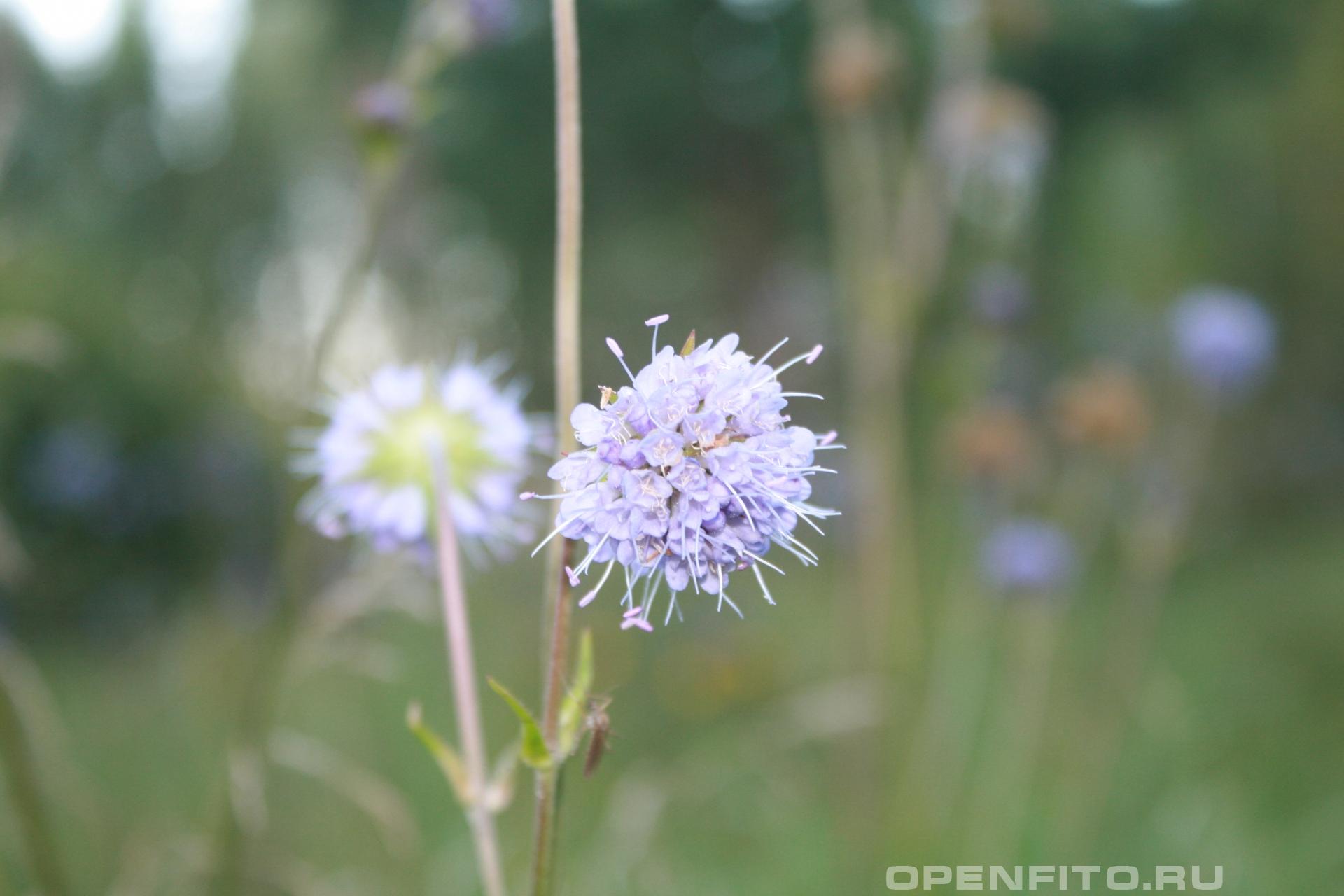 Сивец луговой - фотография цветка