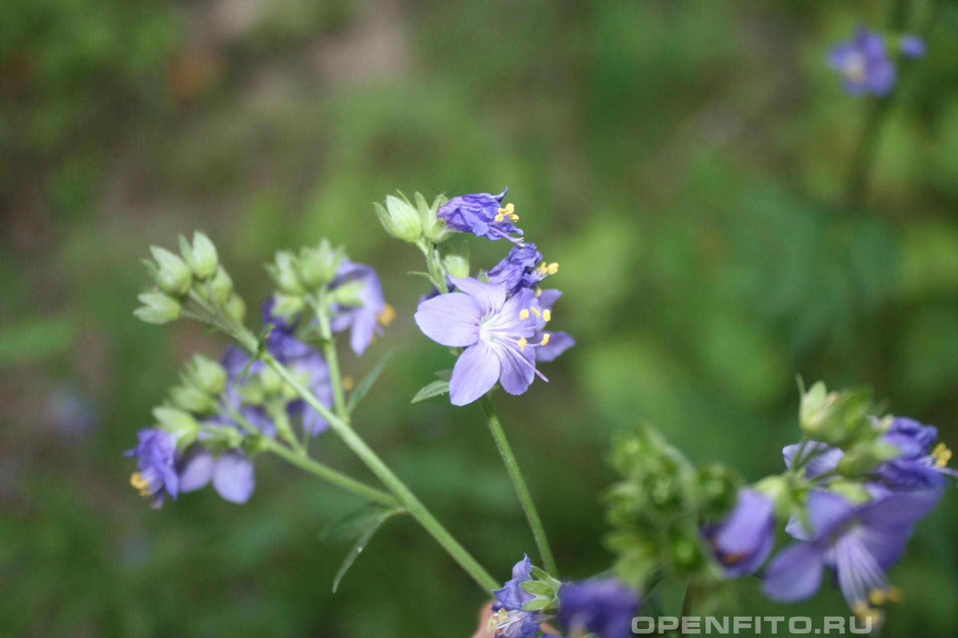 Синюха голубая - фотография цветка