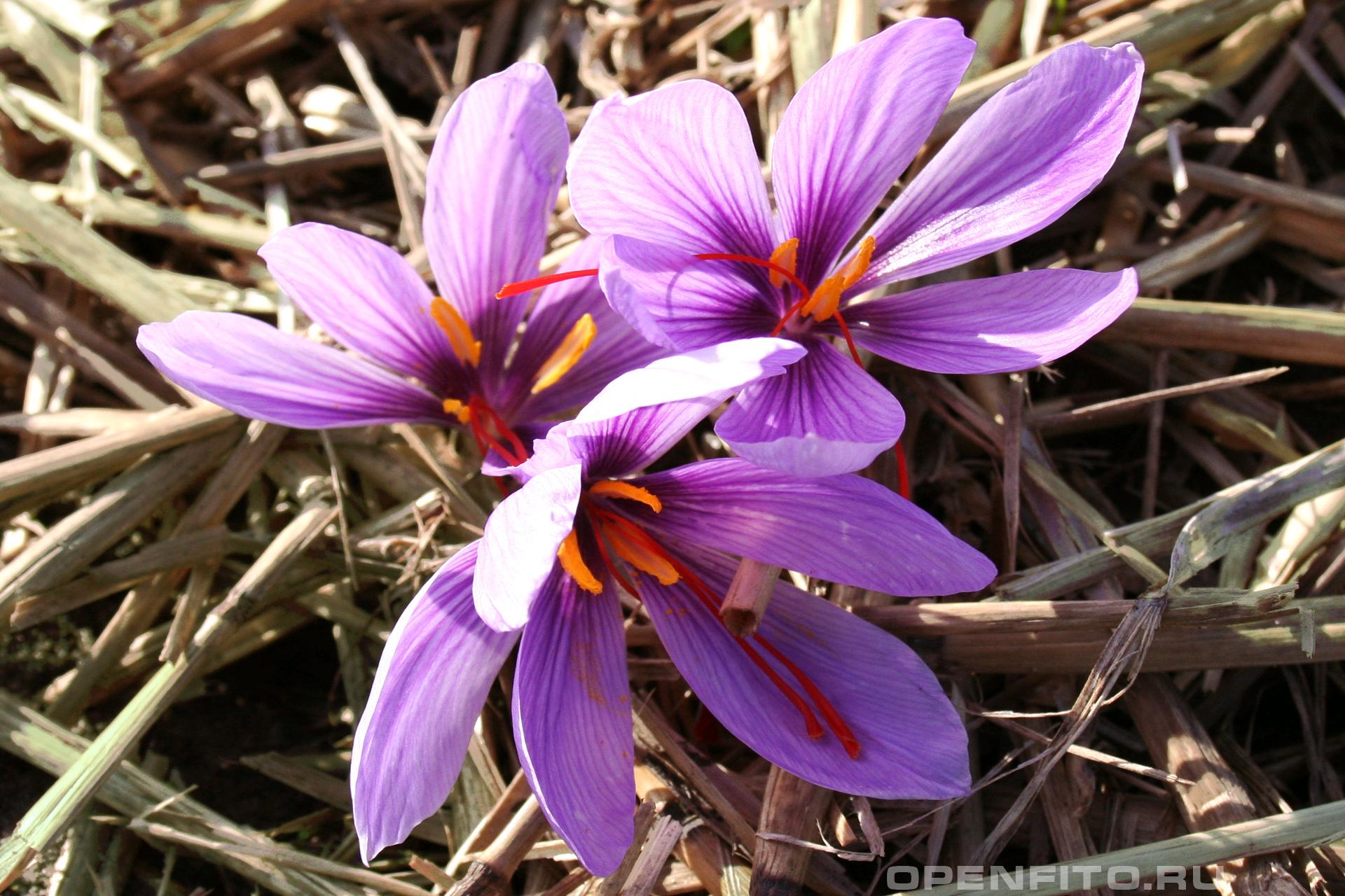 Шафран посевной - фотография цветка