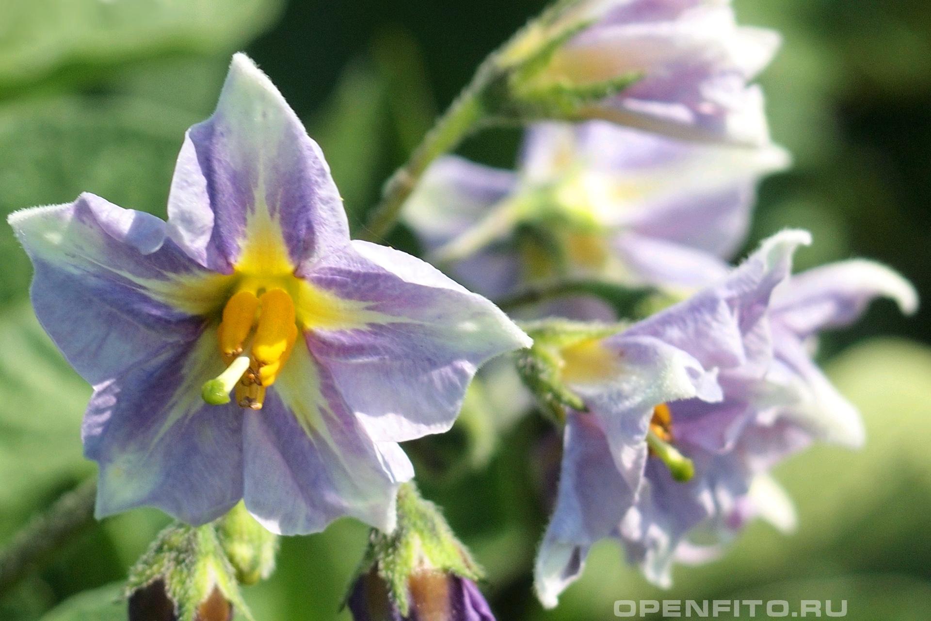 Паслен клубненосный - фотография цветка