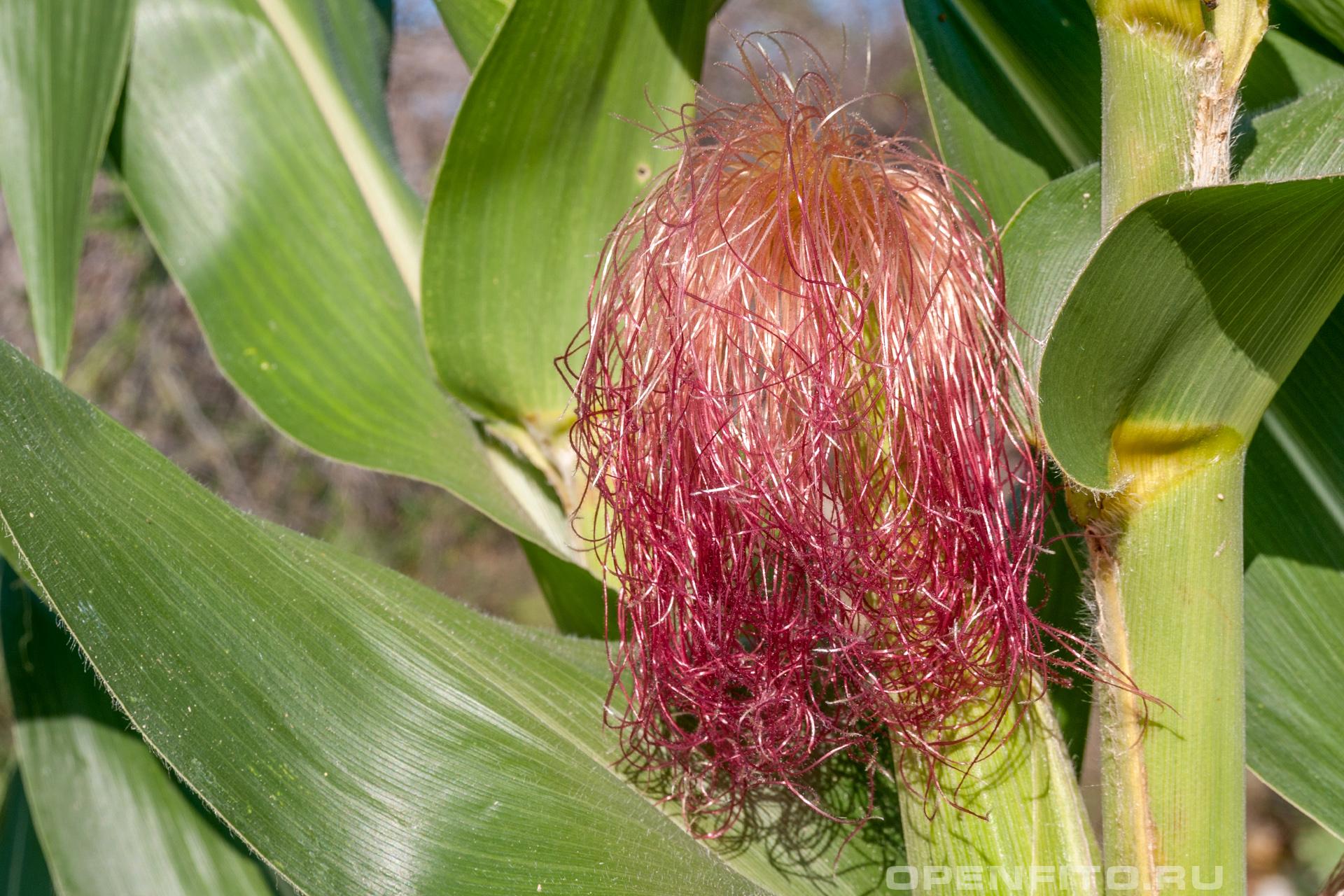 Кукуруза - фотография плодов