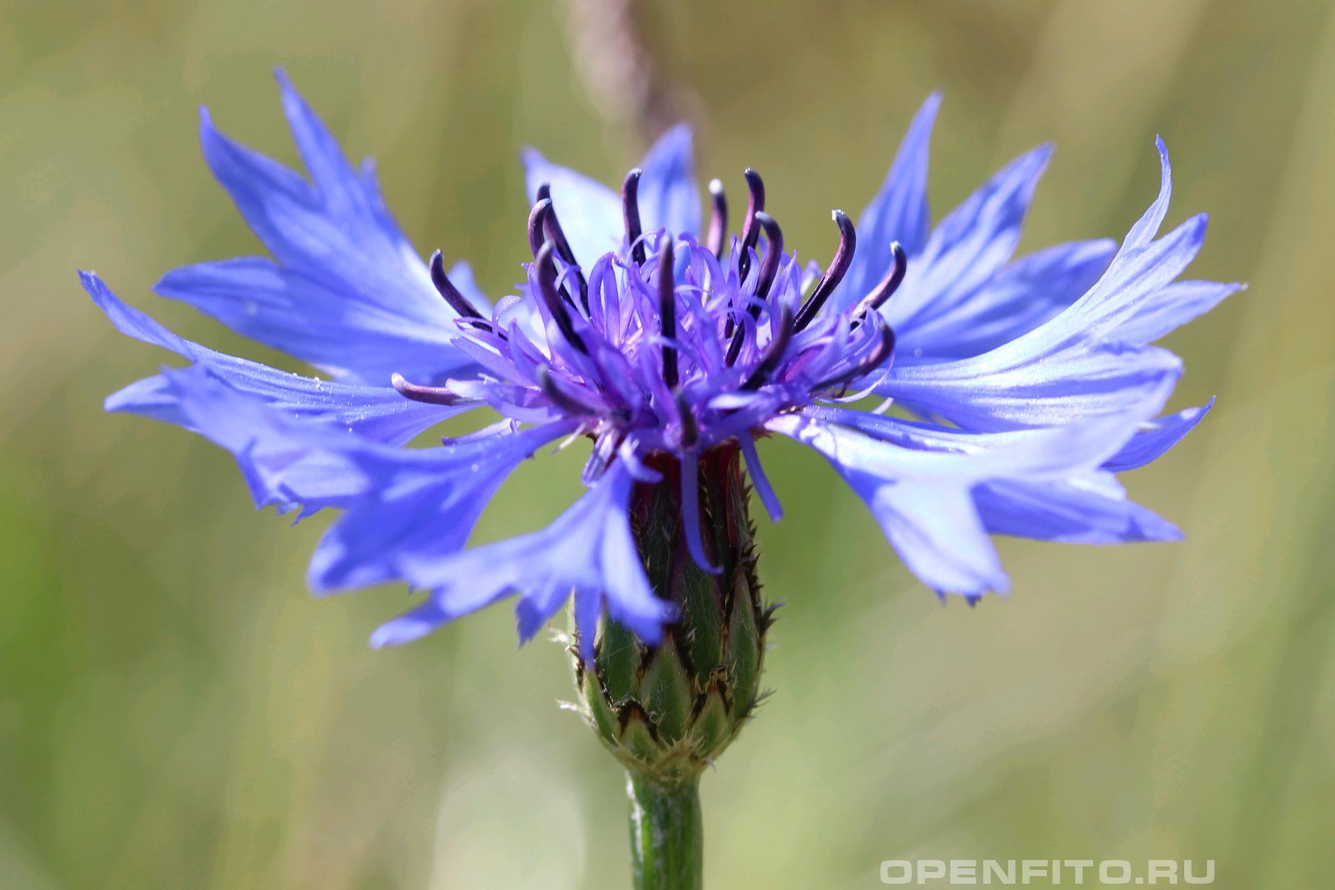 Василек синий - фотография цветка