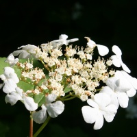 Фото цветков калины