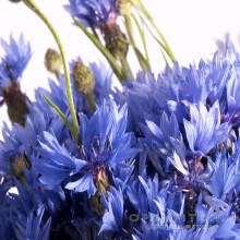 цветки василька синего в природе