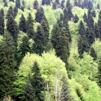 фото Смешанный лес