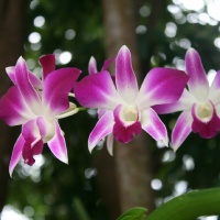 фото Орхидея