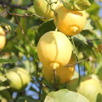 фото Цитрус лимон