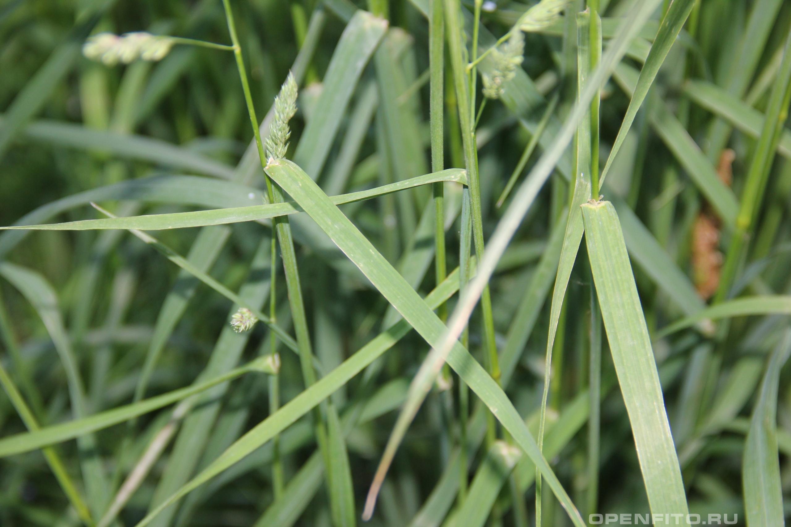 Тимофеевка трава фото крупным планом