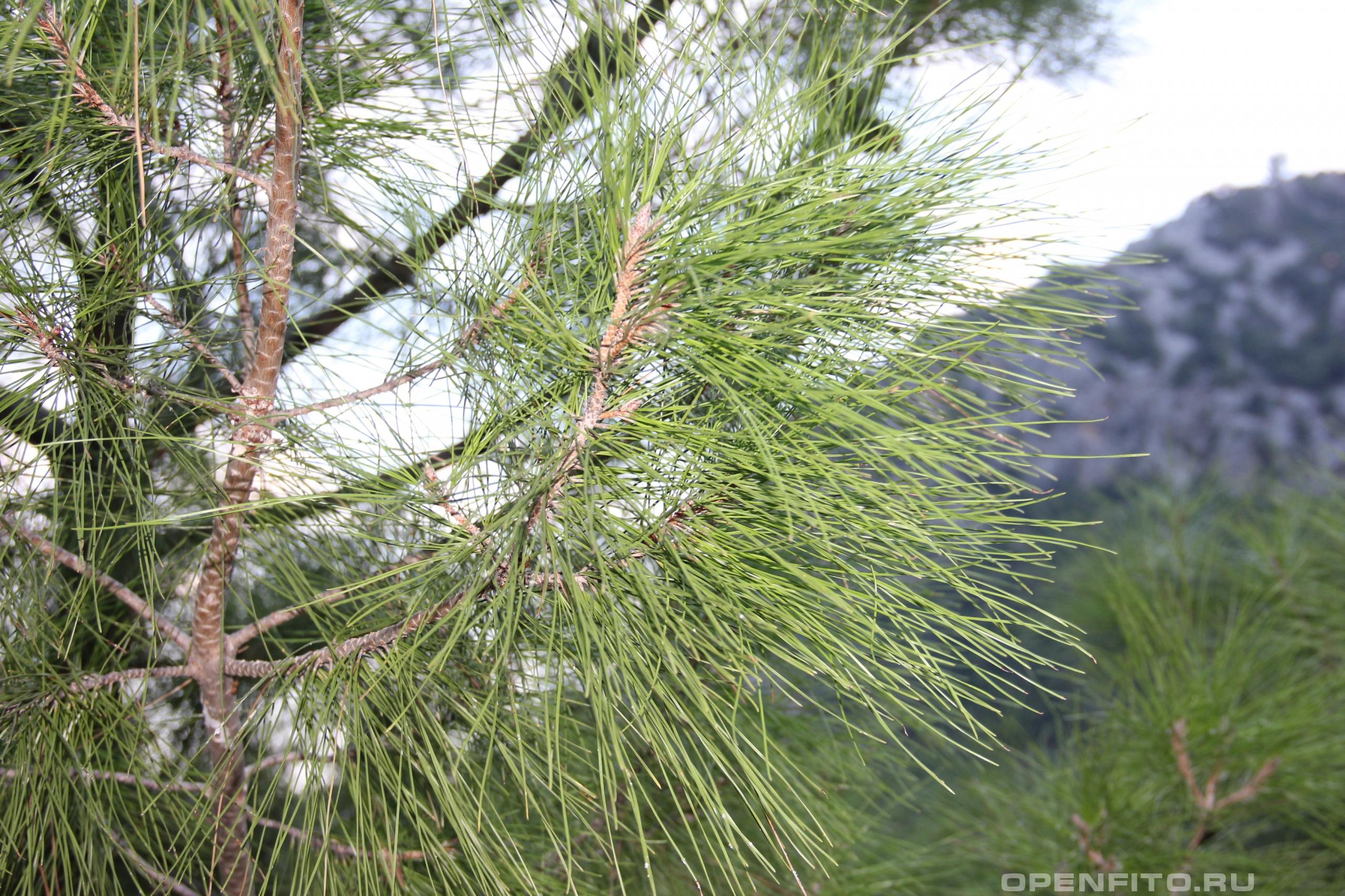 Хвойные турции. Сосна турецкая калабрийская. Pinus brutia. Сосна Эльдарская. Сосна Ponderosa Richard Bush.