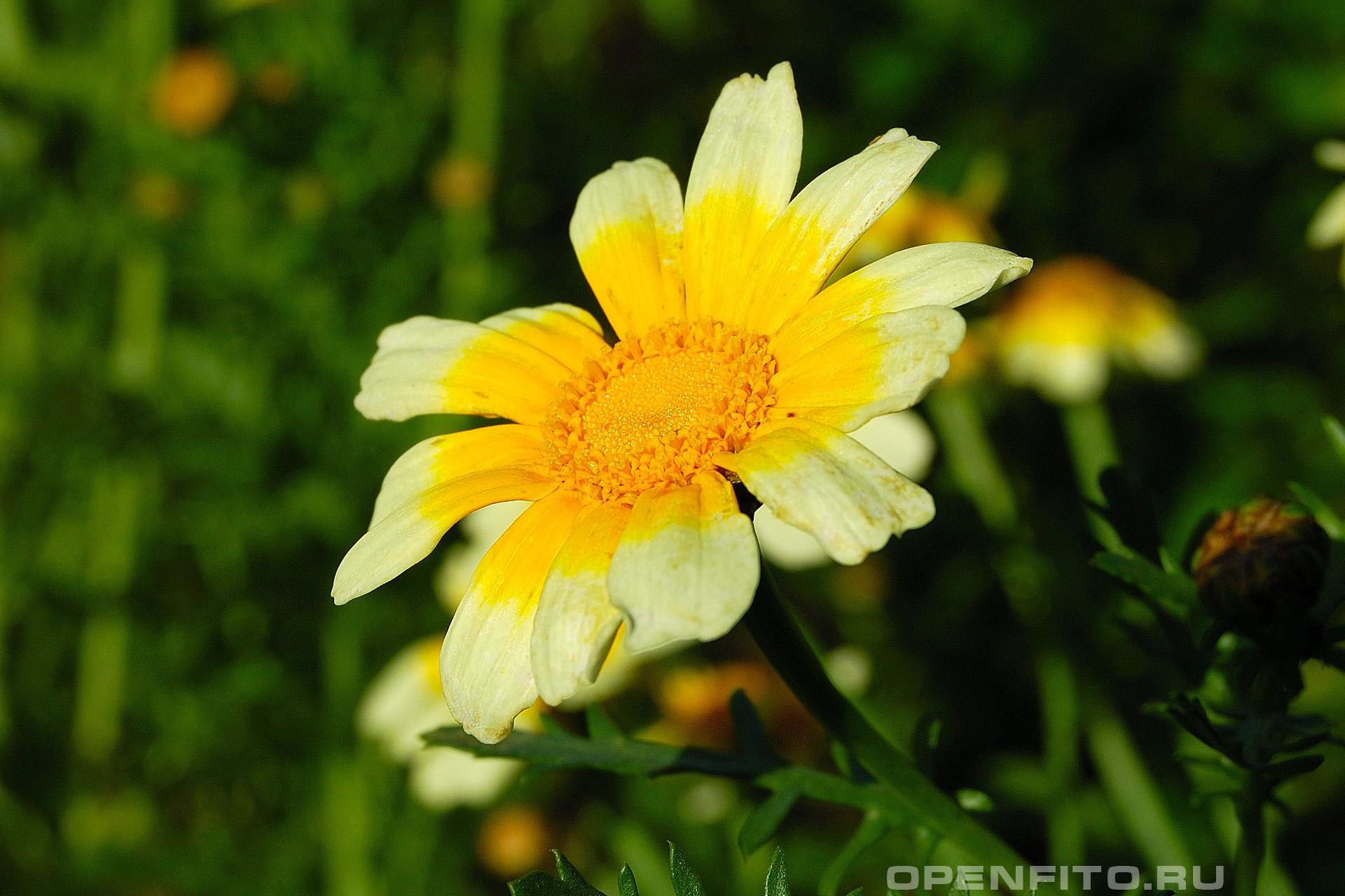 Хризантема увенчанная. Хризантема (Златоцвет). Златоцвет увенчанный. Златоцвет посевной цветок. Хризантема увенчанная Chrysanthemum coronarium l..