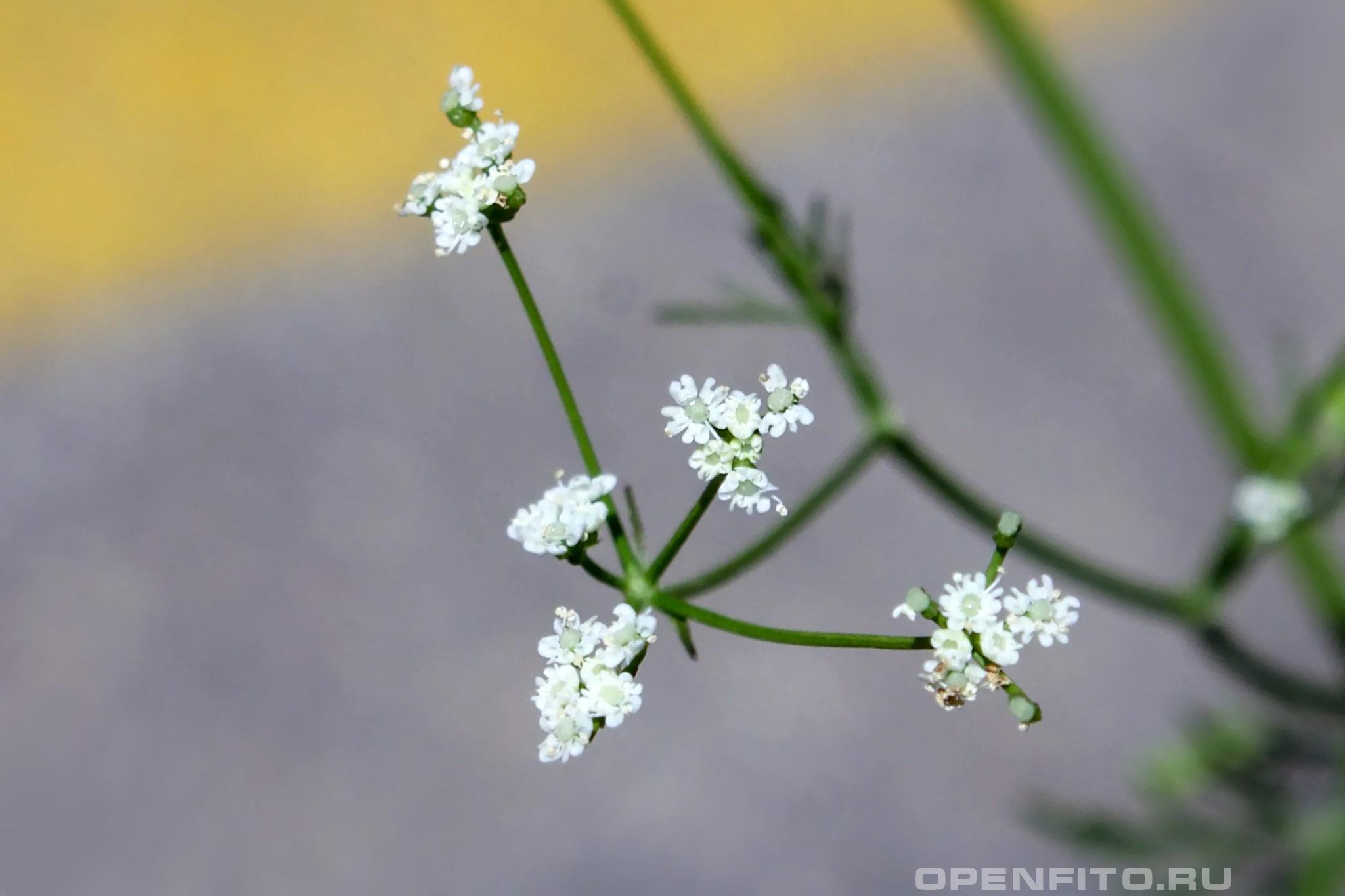 Петрушечник ароматный - фотография цветка