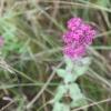 Очиток пурпурный трава и цветки по цене 35 рублей