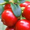 Брусника ягоды по цене 43 рубля